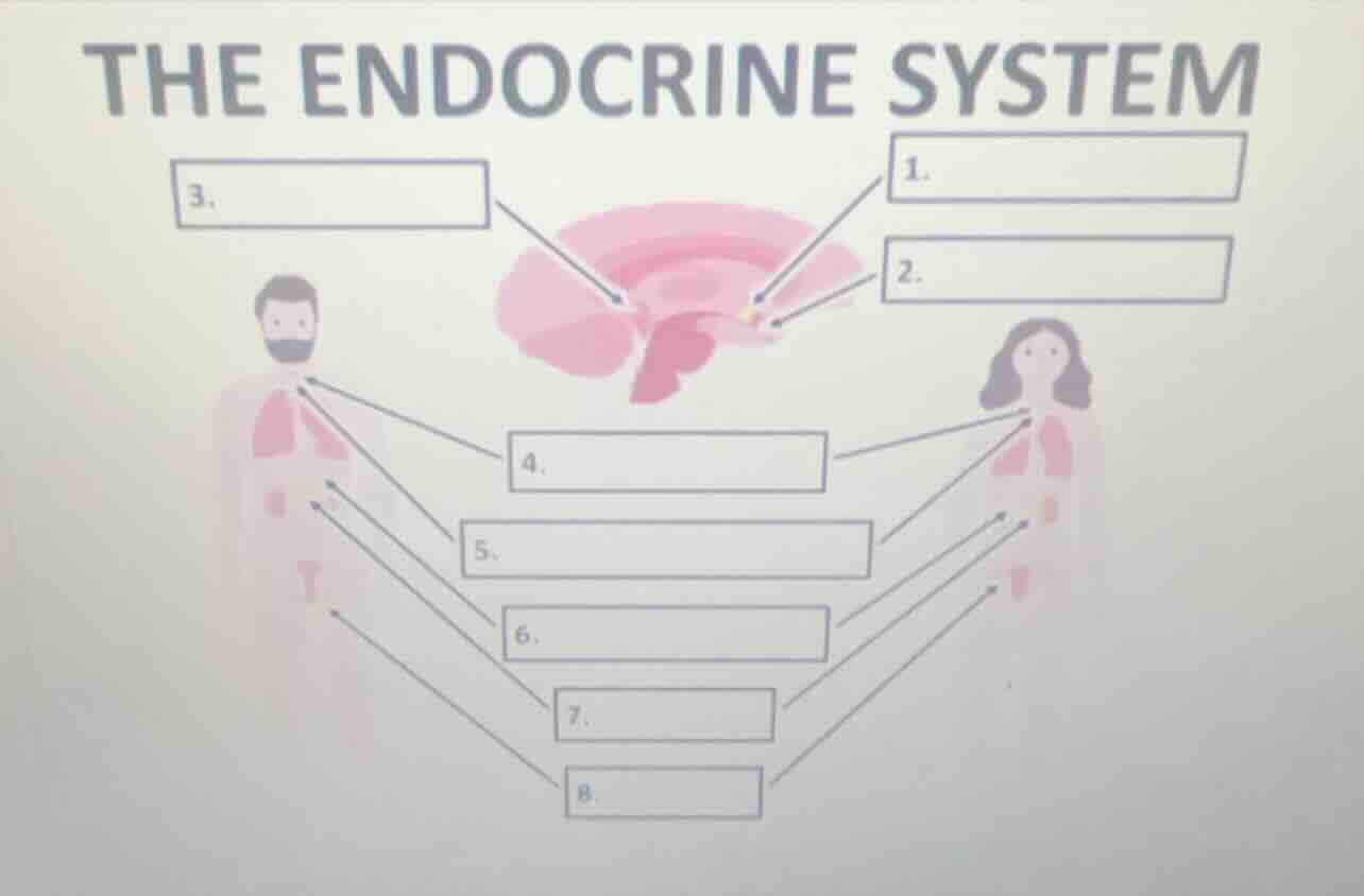 the endocrine system 3. 1. 2. 4. 5. 6. 7. 8.