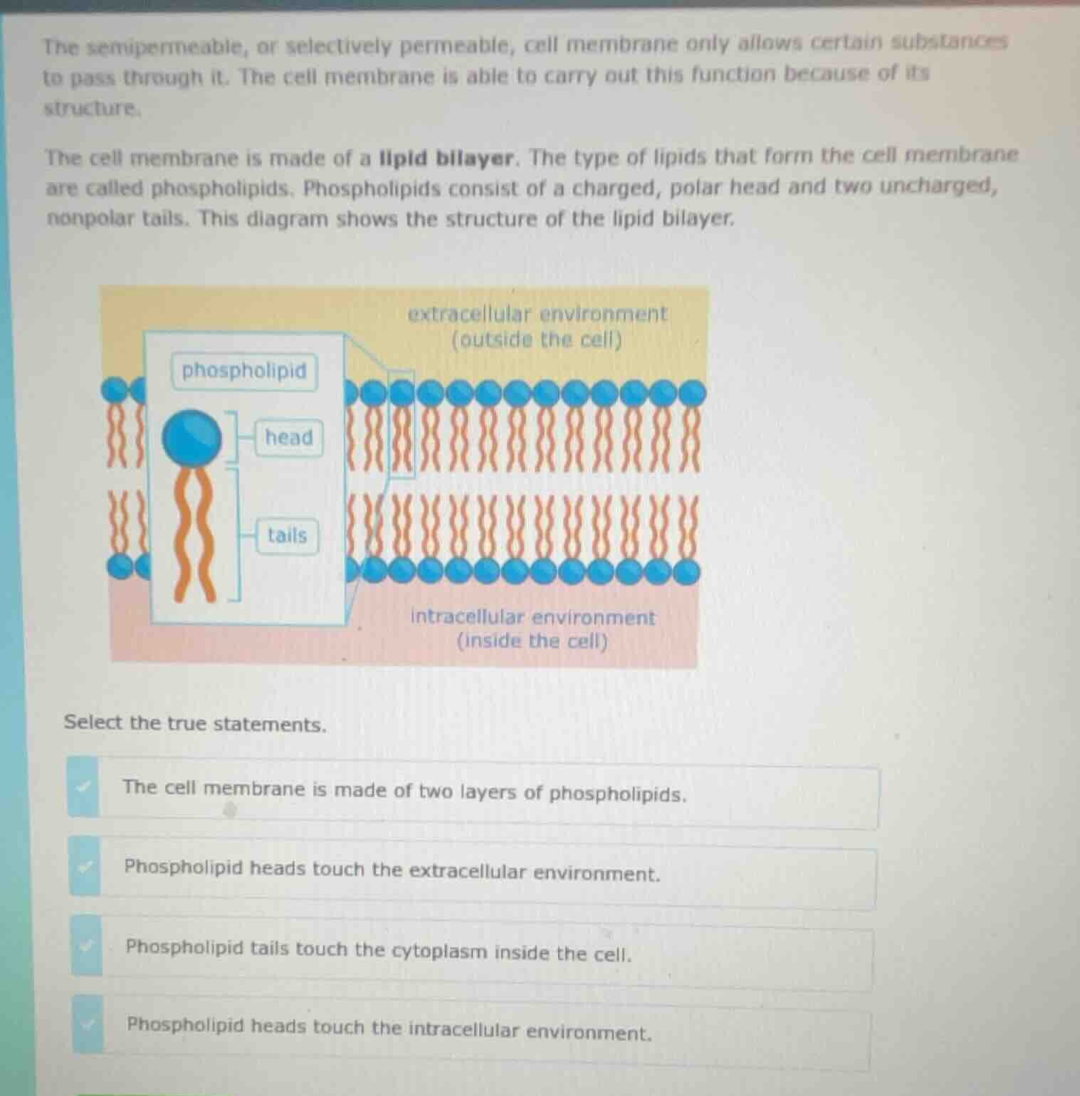 the semipermeable, or selectively permeable, cell membrane only allows …