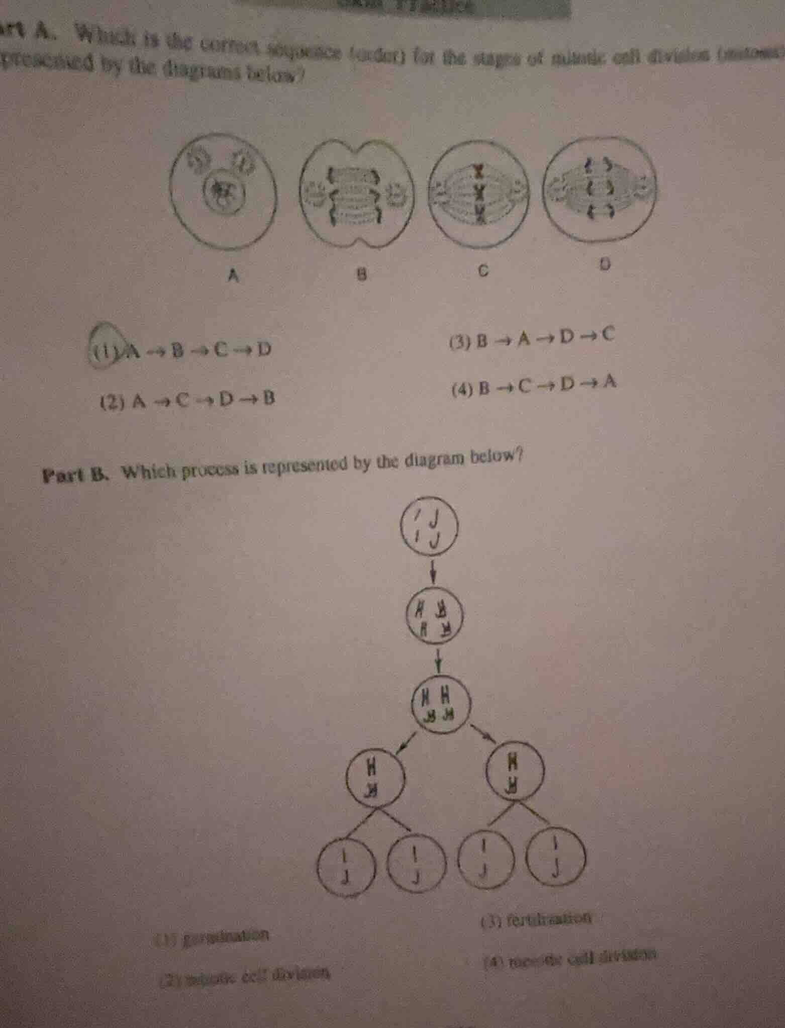 part a. which is the correct sequence (order) for the stages of mitotic…