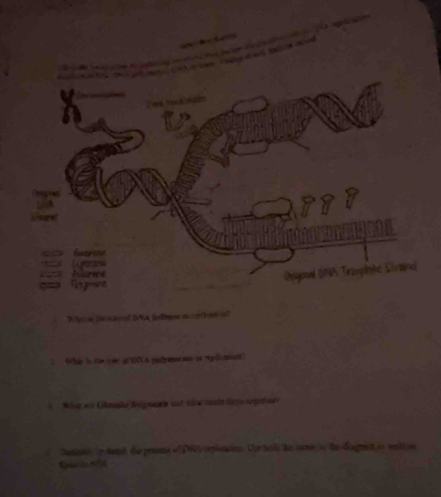 1. what is the role of dna helicase in replication? 2. what is the role…