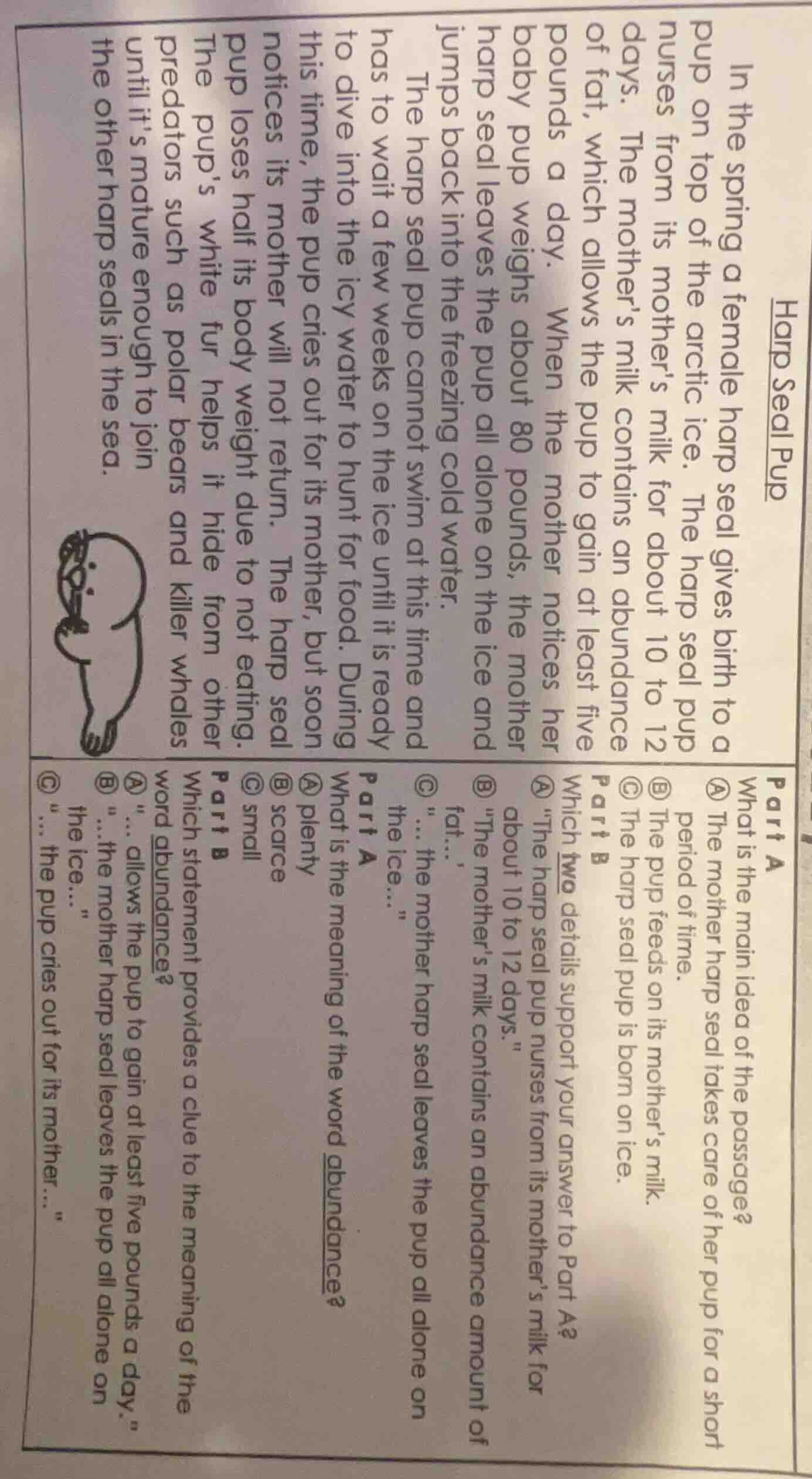 harp seal pup in the spring a female harp seal gives birth to a pup on …