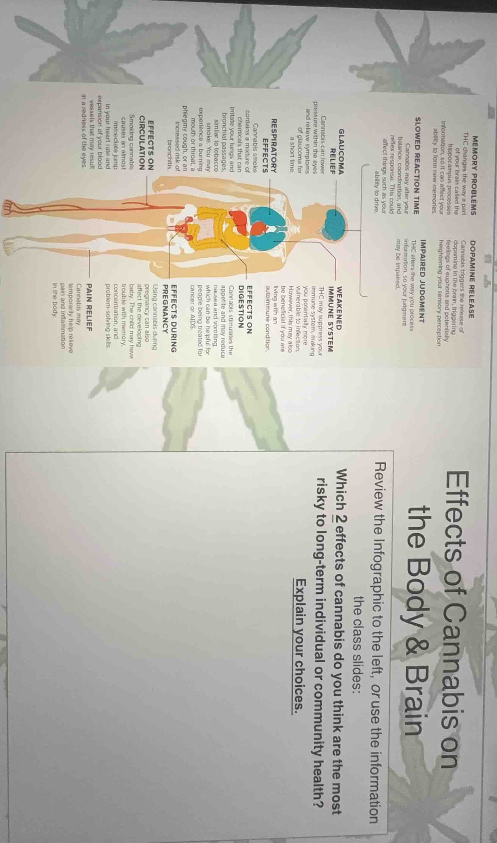 effects of cannabis on the body & brain review the infographic to the l…