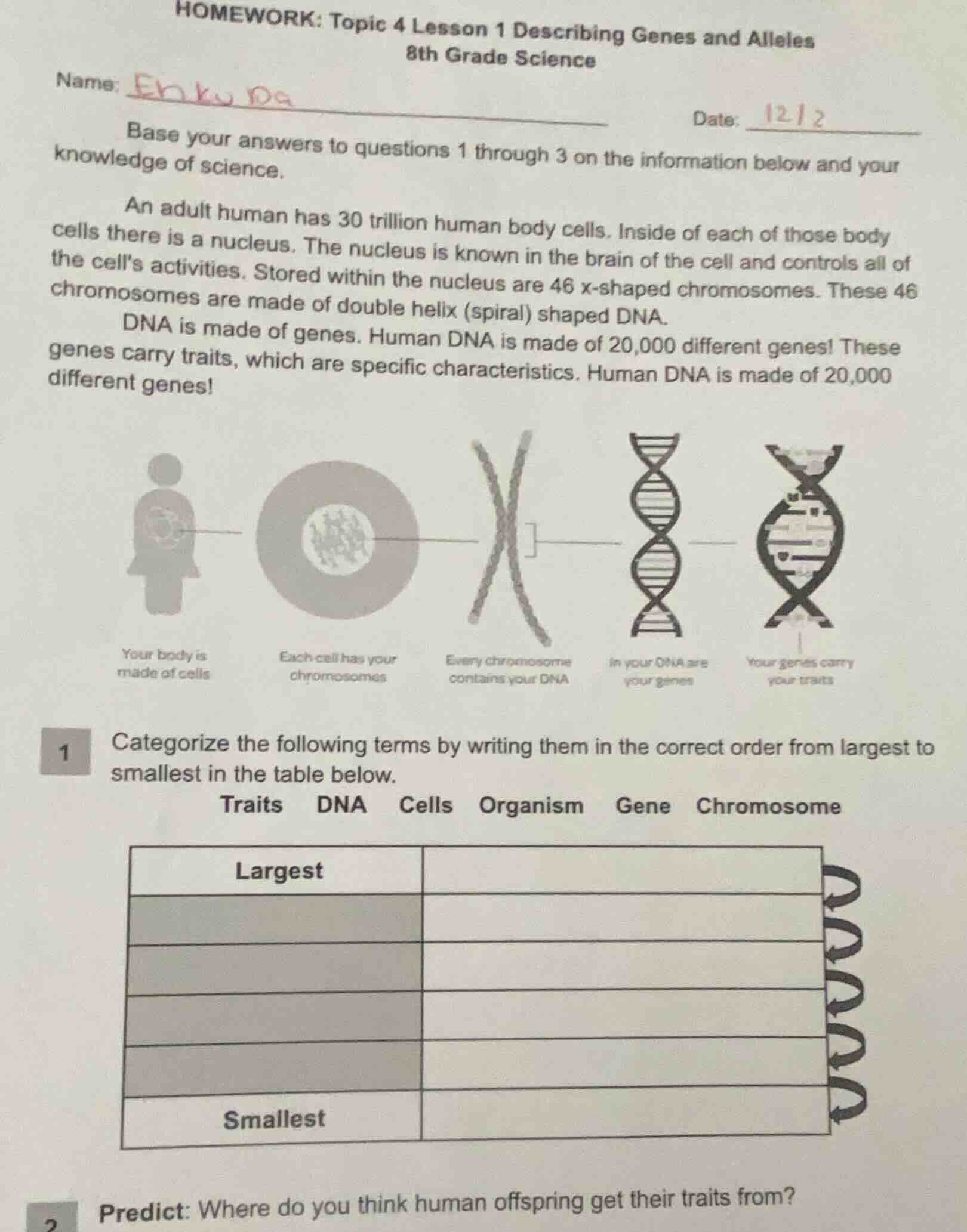 homework: topic 4 lesson 1 describing genes and alleles 8th grade scien…