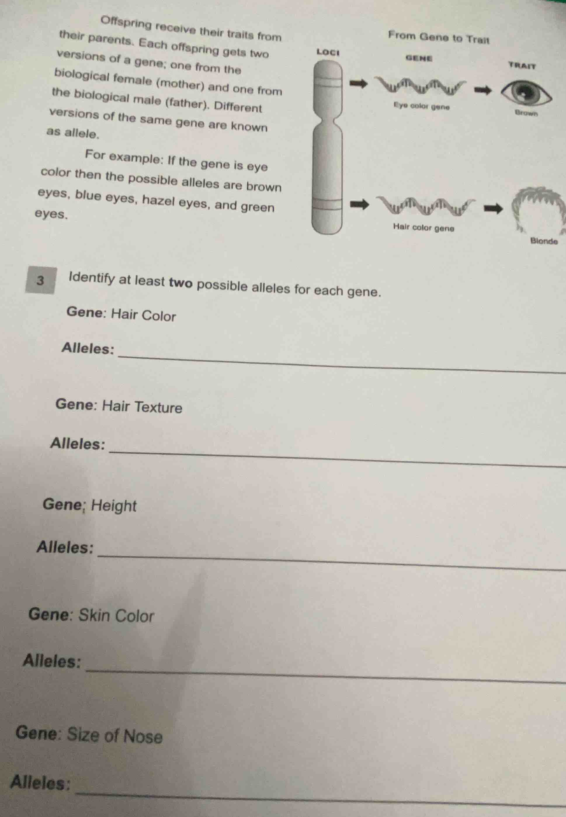 offspring receive their traits from their parents. each offspring gets …