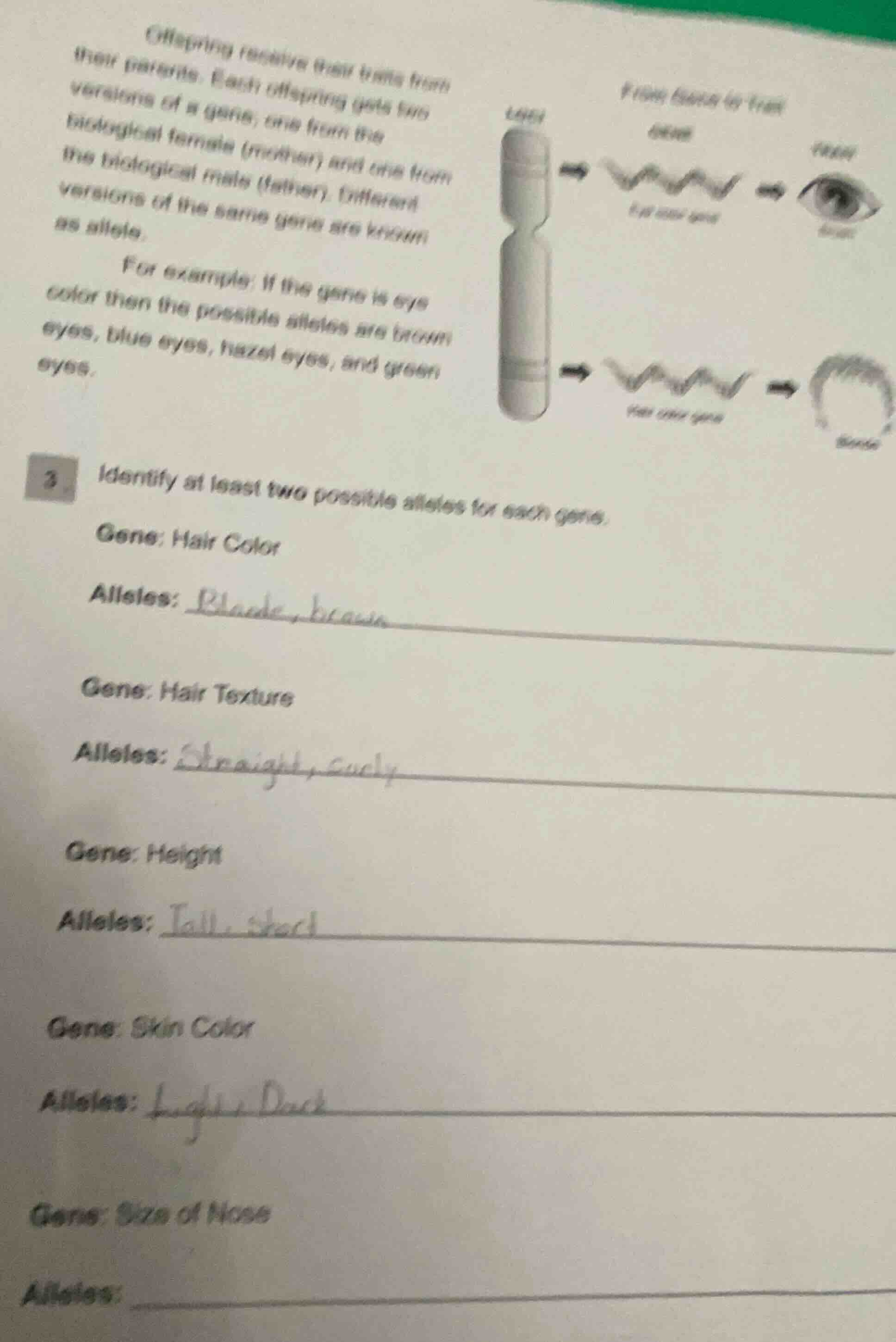 offspring receive their traits from their parents. each offspring gets …