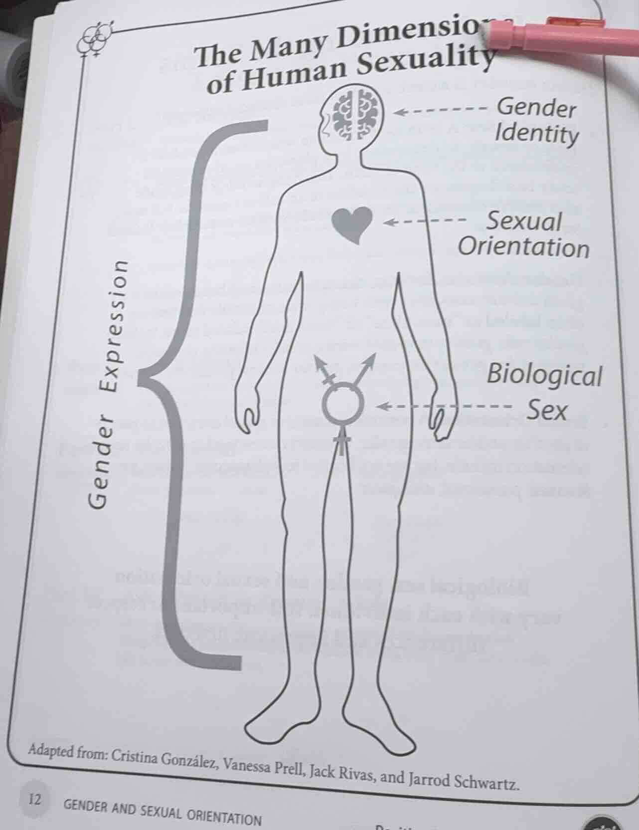 the many dimensions of human sexuality gender expression gender identit…