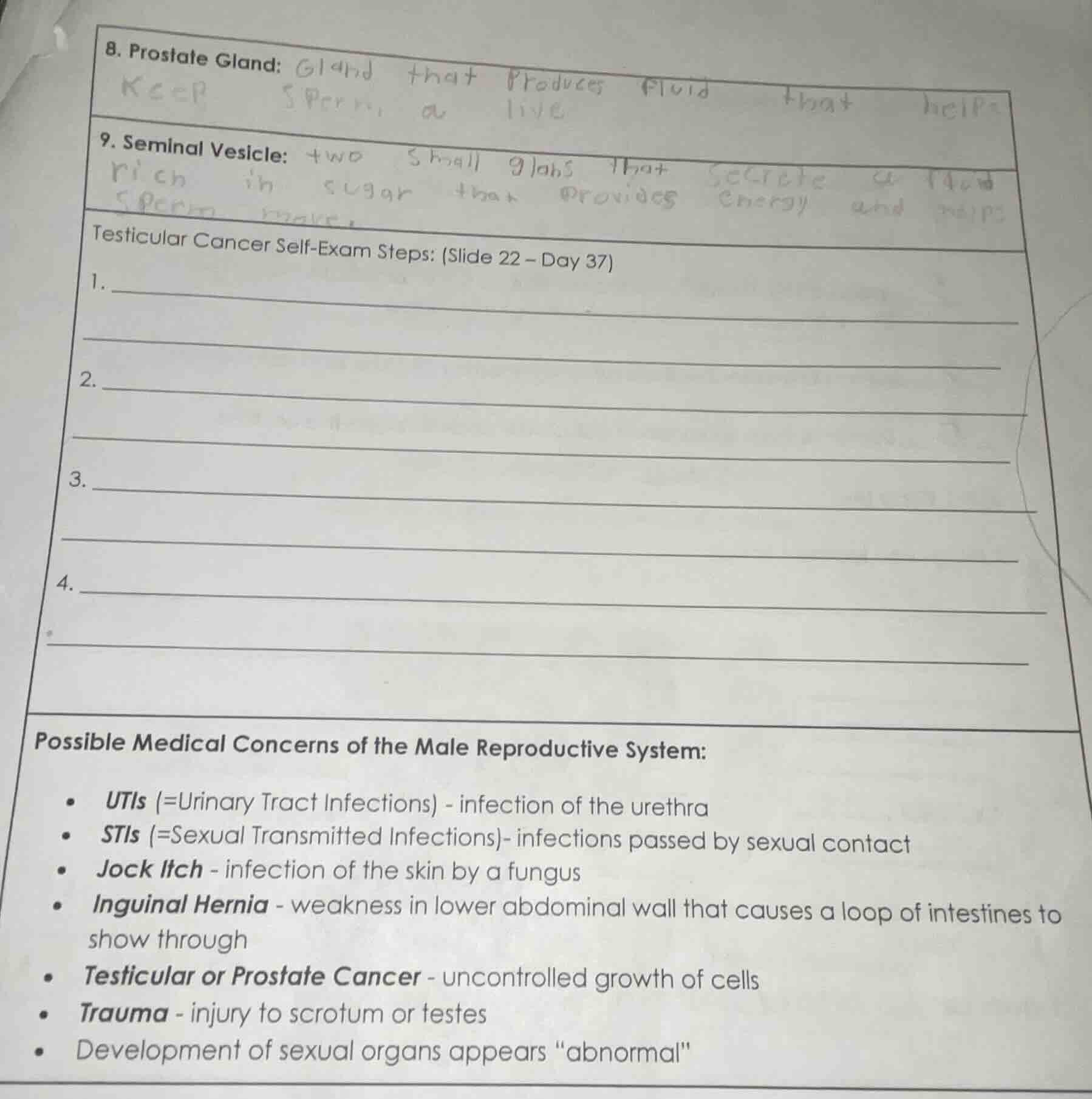 8. prostate gland: gland that produces fluid that helps keep sperm, a l…