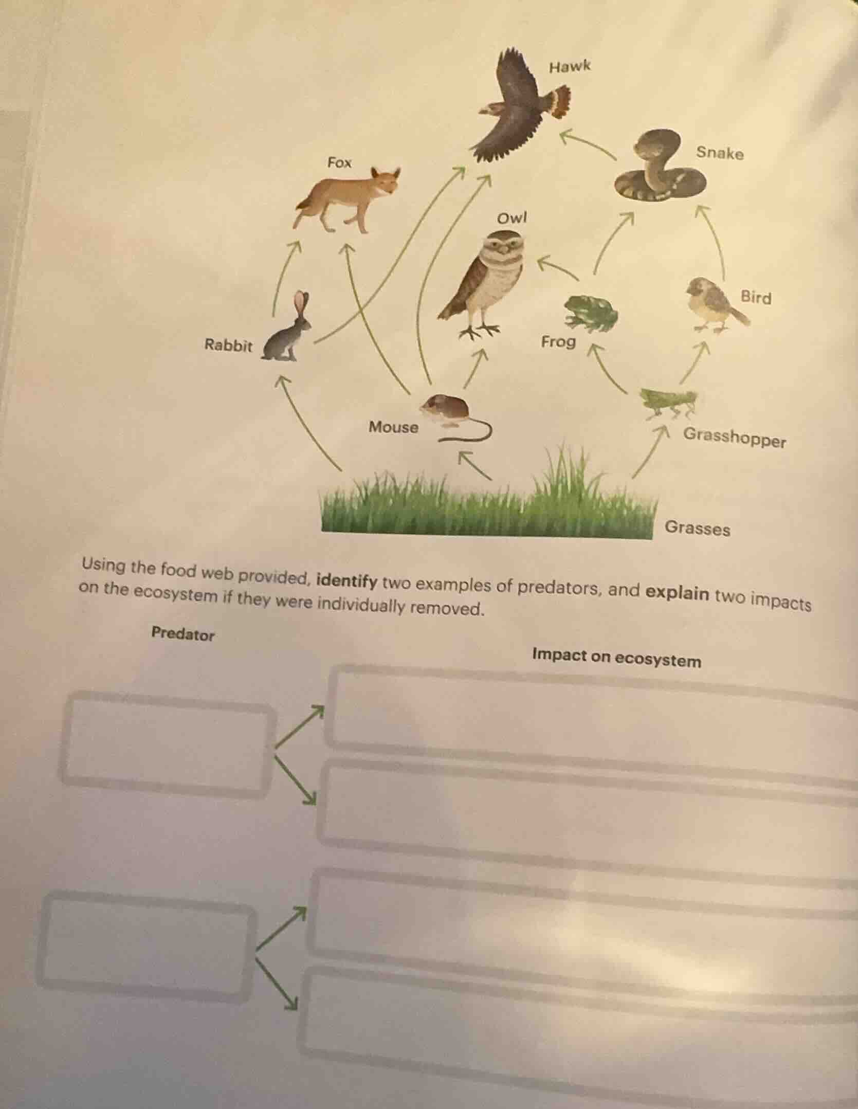 using the food web provided, identify two examples of predators, and ex…