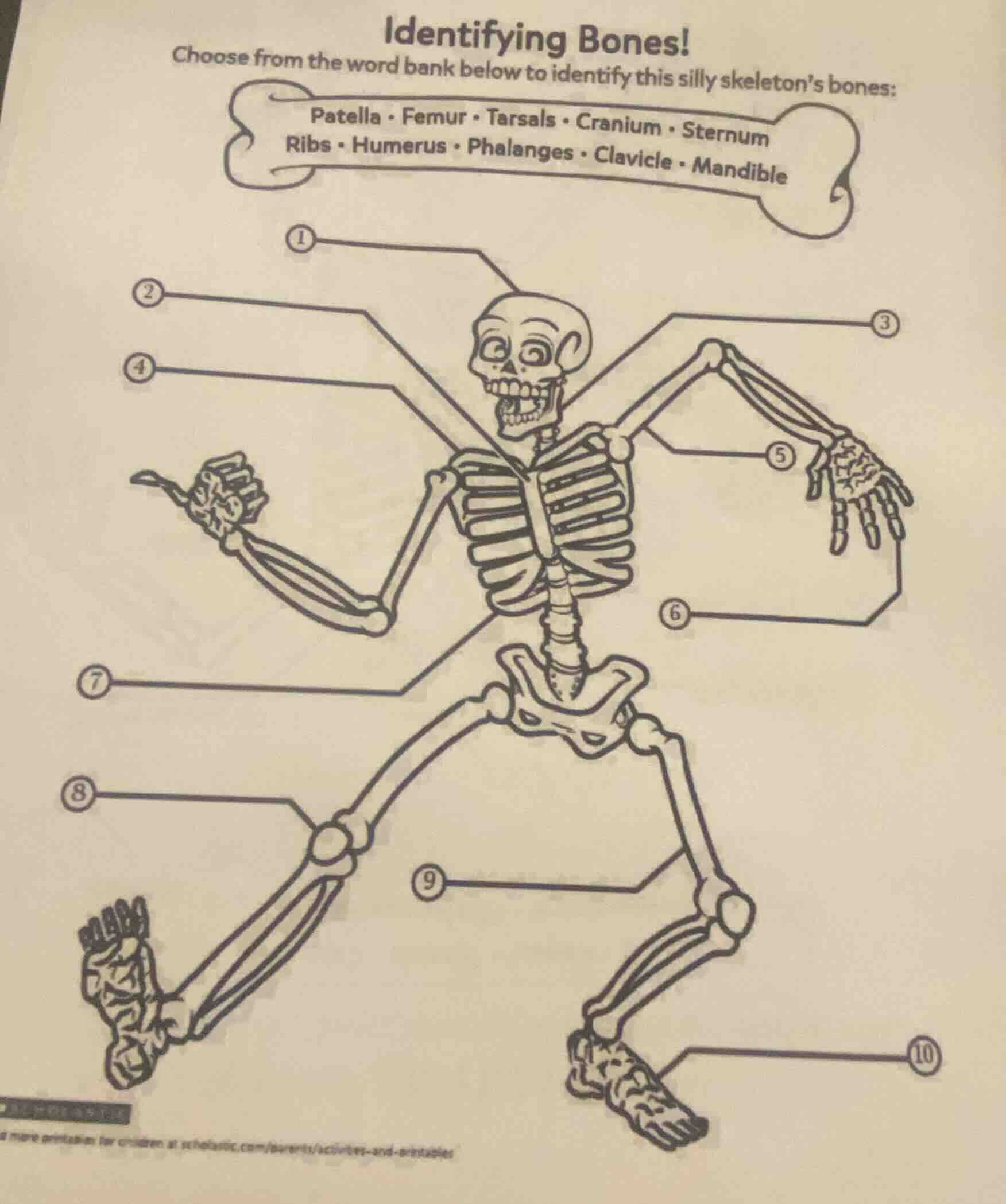 identifying bones! choose from the word bank below to identify this sil…