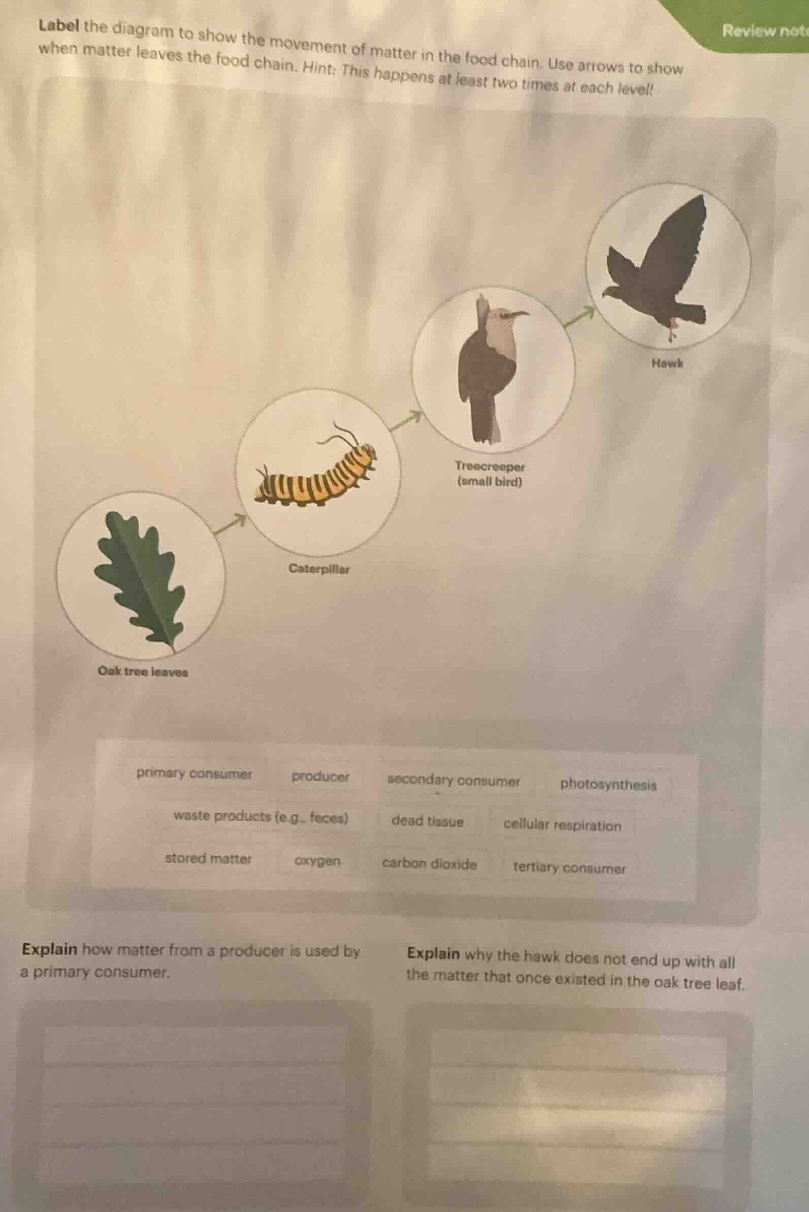 label the diagram to show the movement of matter in the food chain. use…