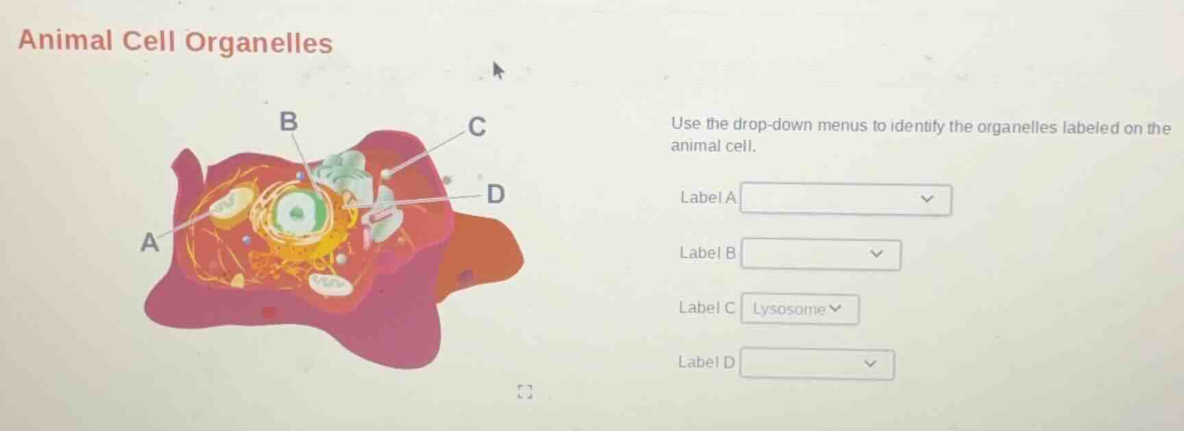 animal cell organelles use the drop - down menus to identify the organe…