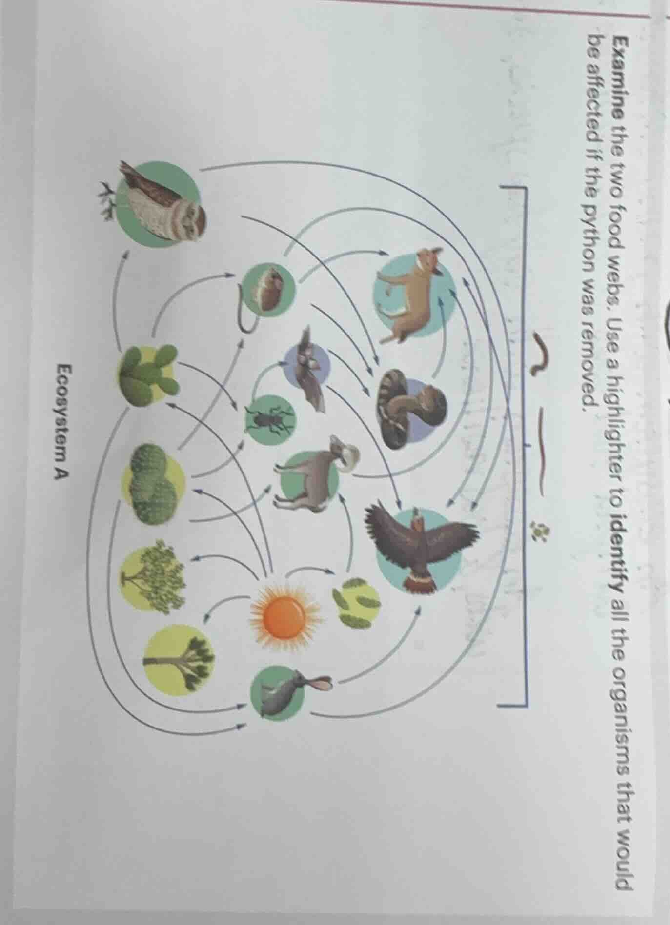 examine the two food webs. use a highlighter to identify all the organi…