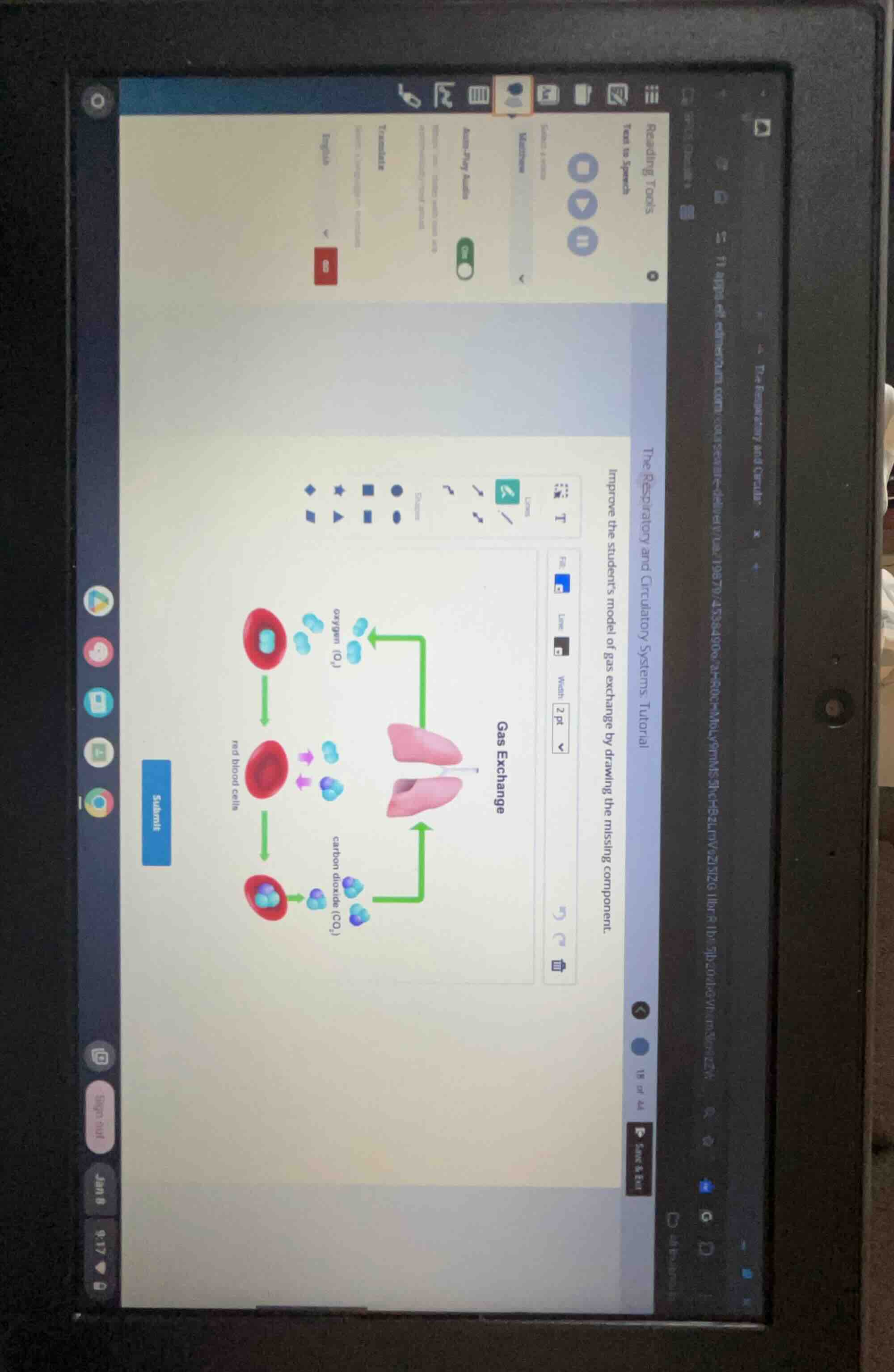 the respiratory and circulatory systems tutorial improve the students m…