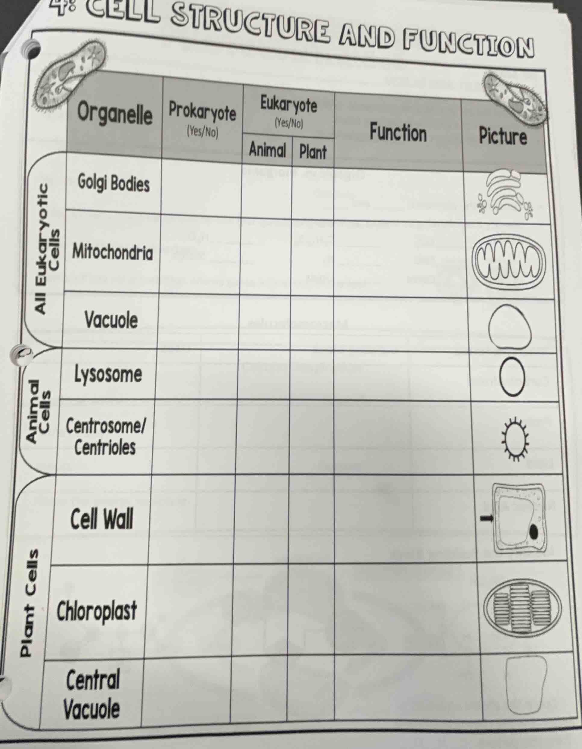 4: cell structure and function all eukaryotic cells animal cells plant …