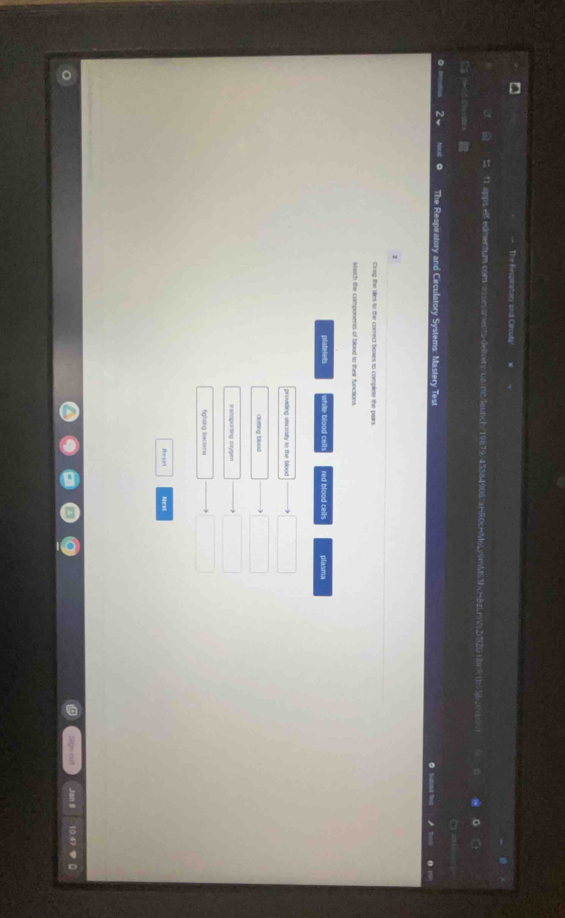 the respiratory and circulatory systems: mastery test 2 drag the tiles …