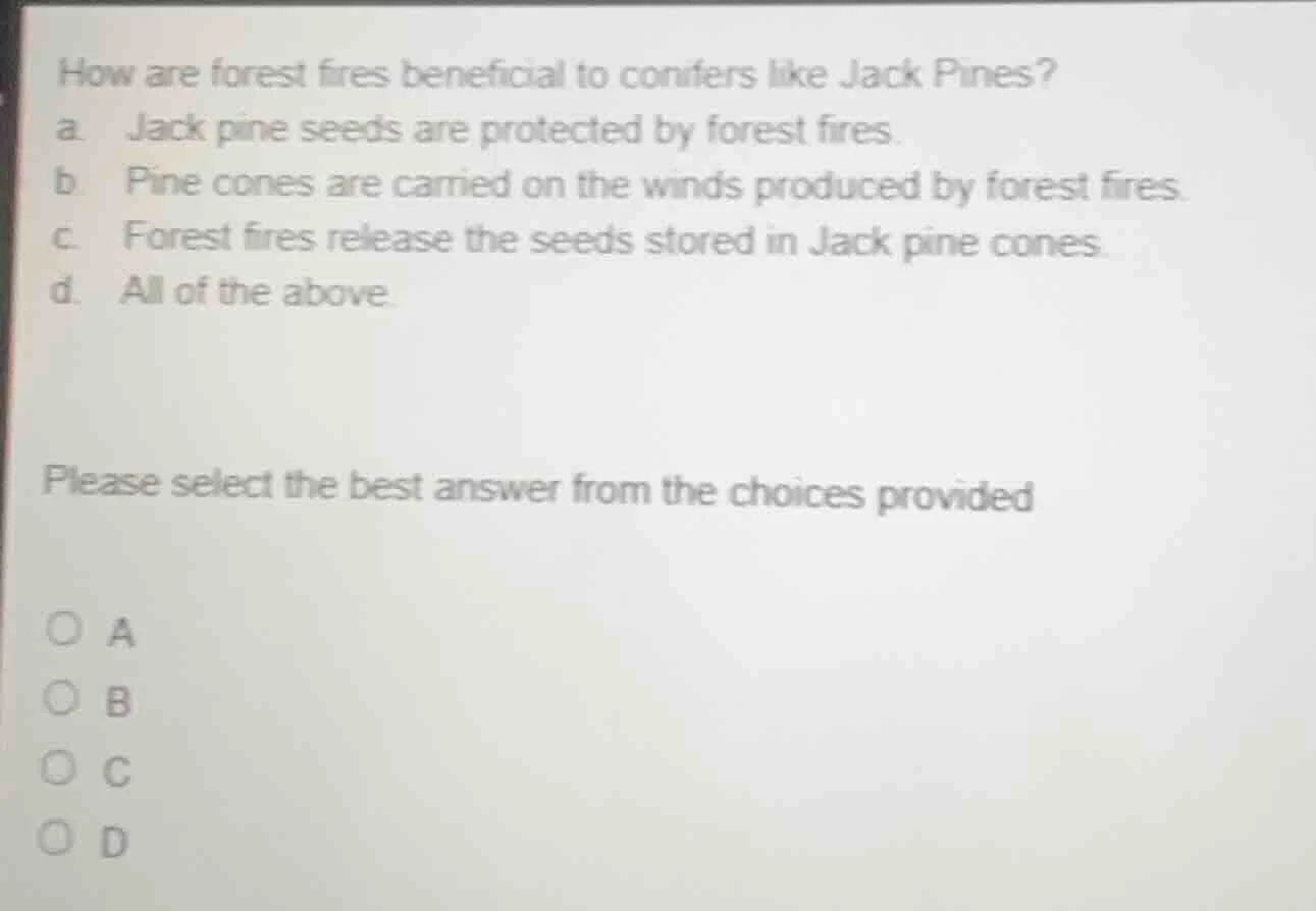 how are forest fires beneficial to conifers like jack pines? a. jack pi…