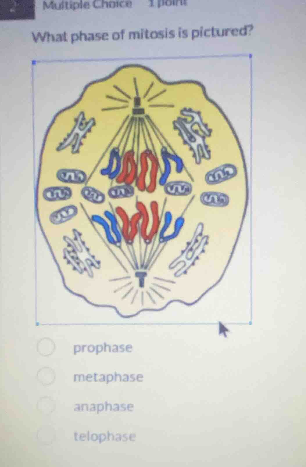 multiple choice 1 point what phase of mitosis is pictured? image of a c…
