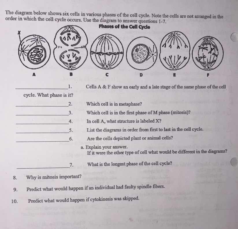 the diagram below shows six cells in various phases of the cell cycle. …