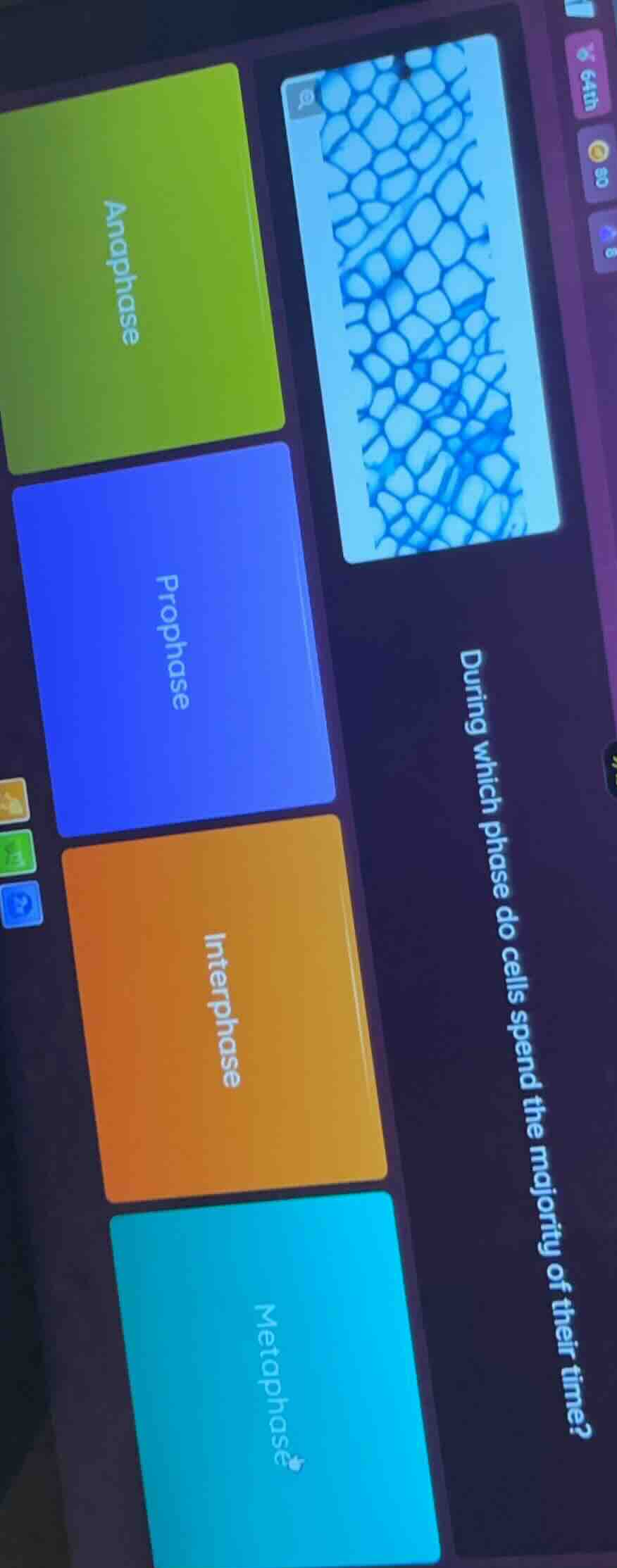 during which phase do cells spend the majority of their time? anaphase …