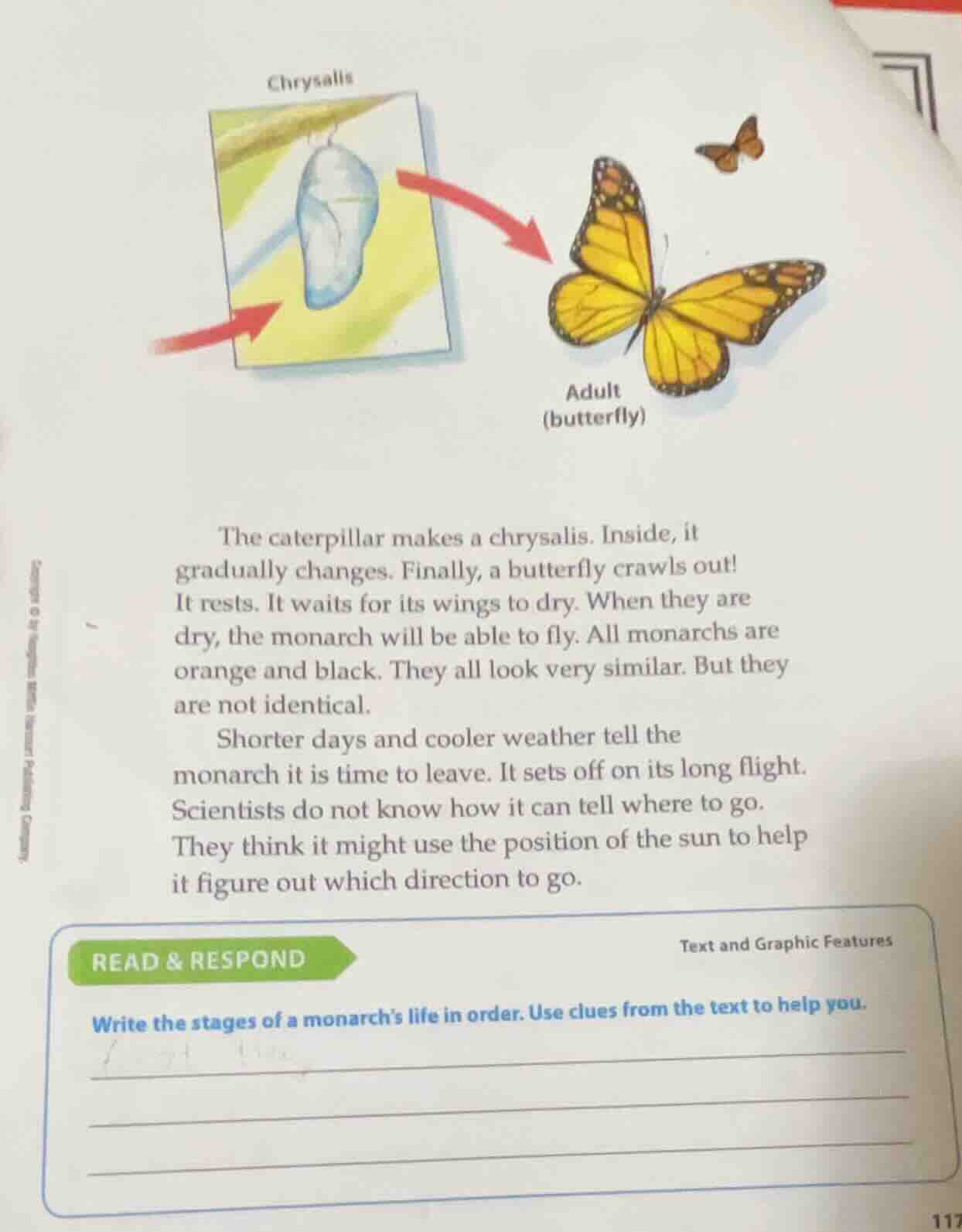 chrysalis adult (butterfly) the caterpillar makes a chrysalis. inside, …