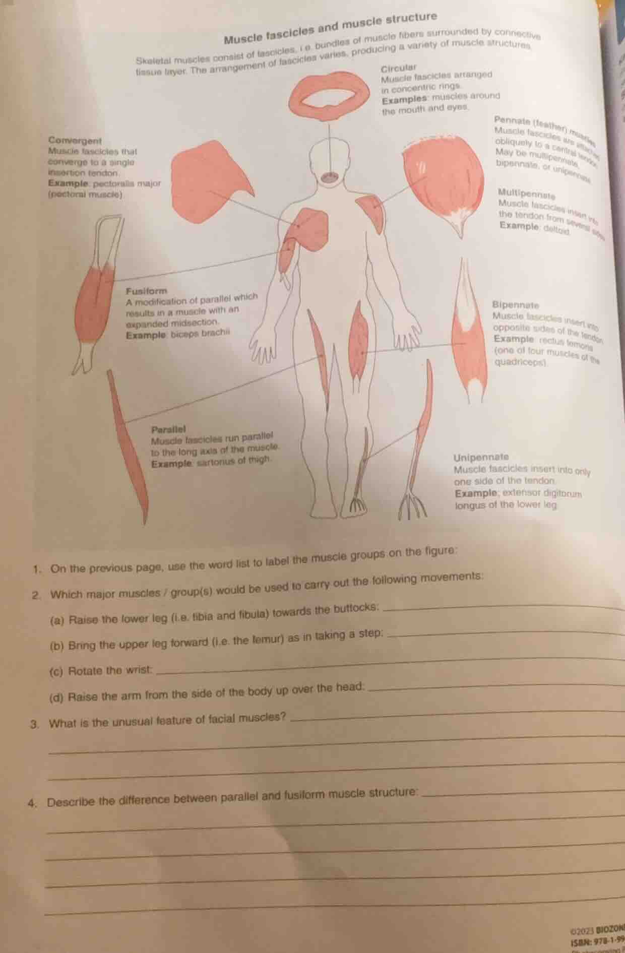 muscle fascicles and muscle structure skeletal muscles consist of fasci…