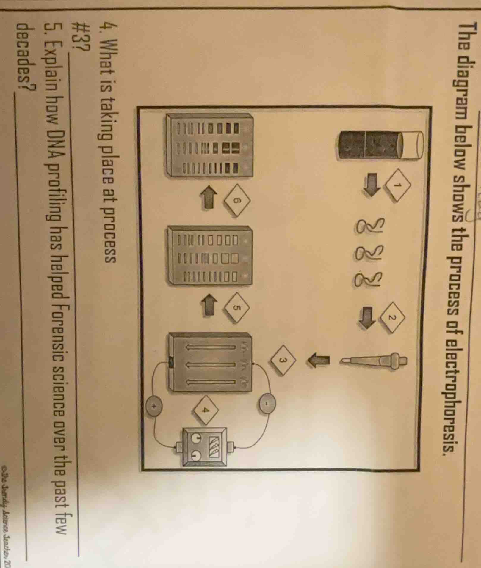 the diagram below shows the process of electrophoresis. 4. what is taki…