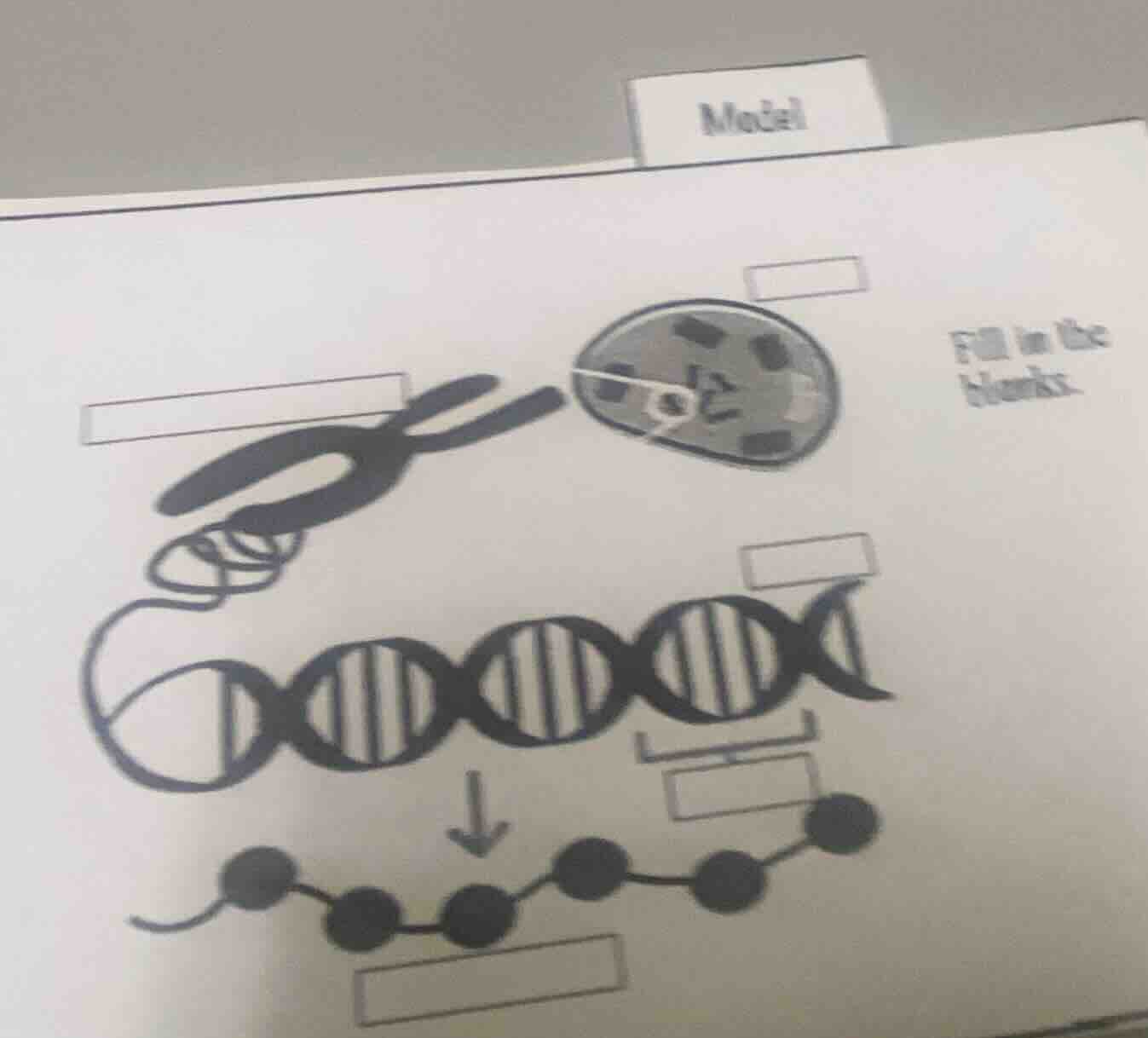model fill in the blanks.