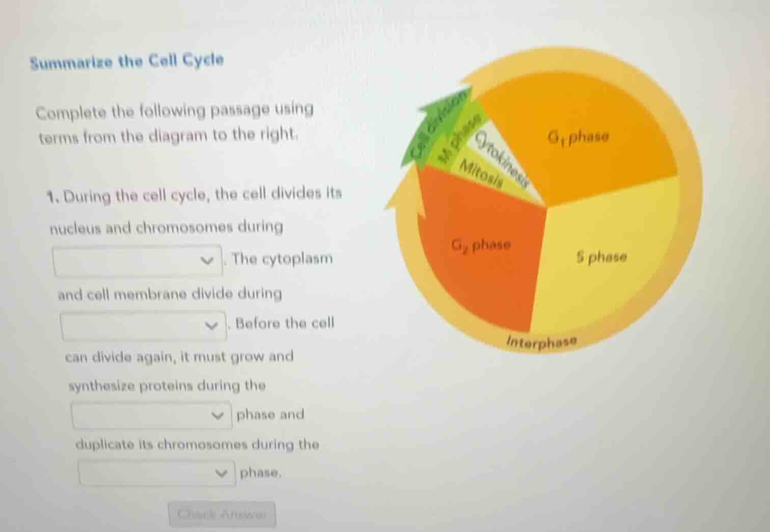 summarize the cell cycle complete the following passage using terms fro…