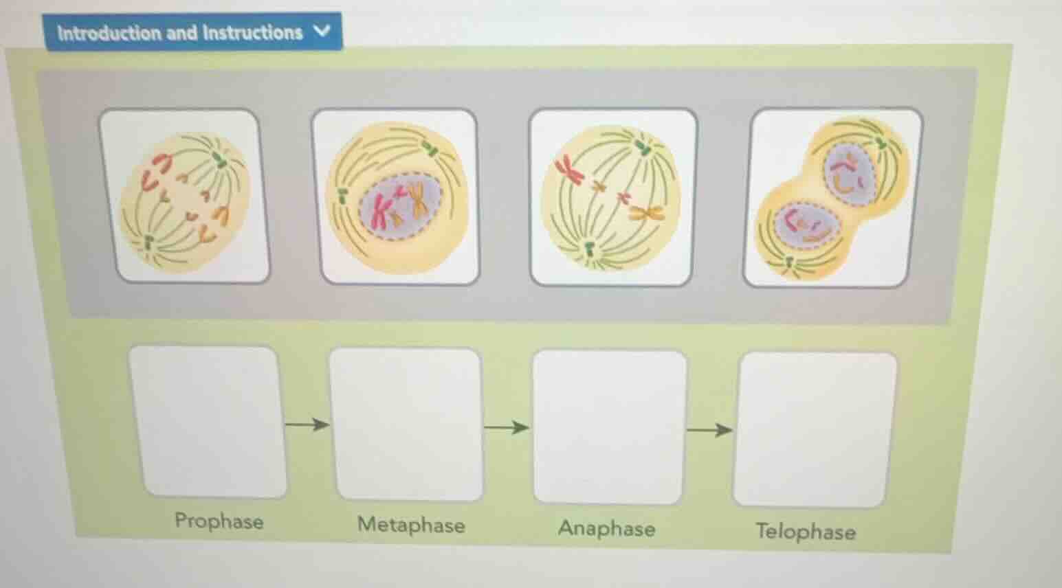introduction and instructions. there are four images of cell division s…