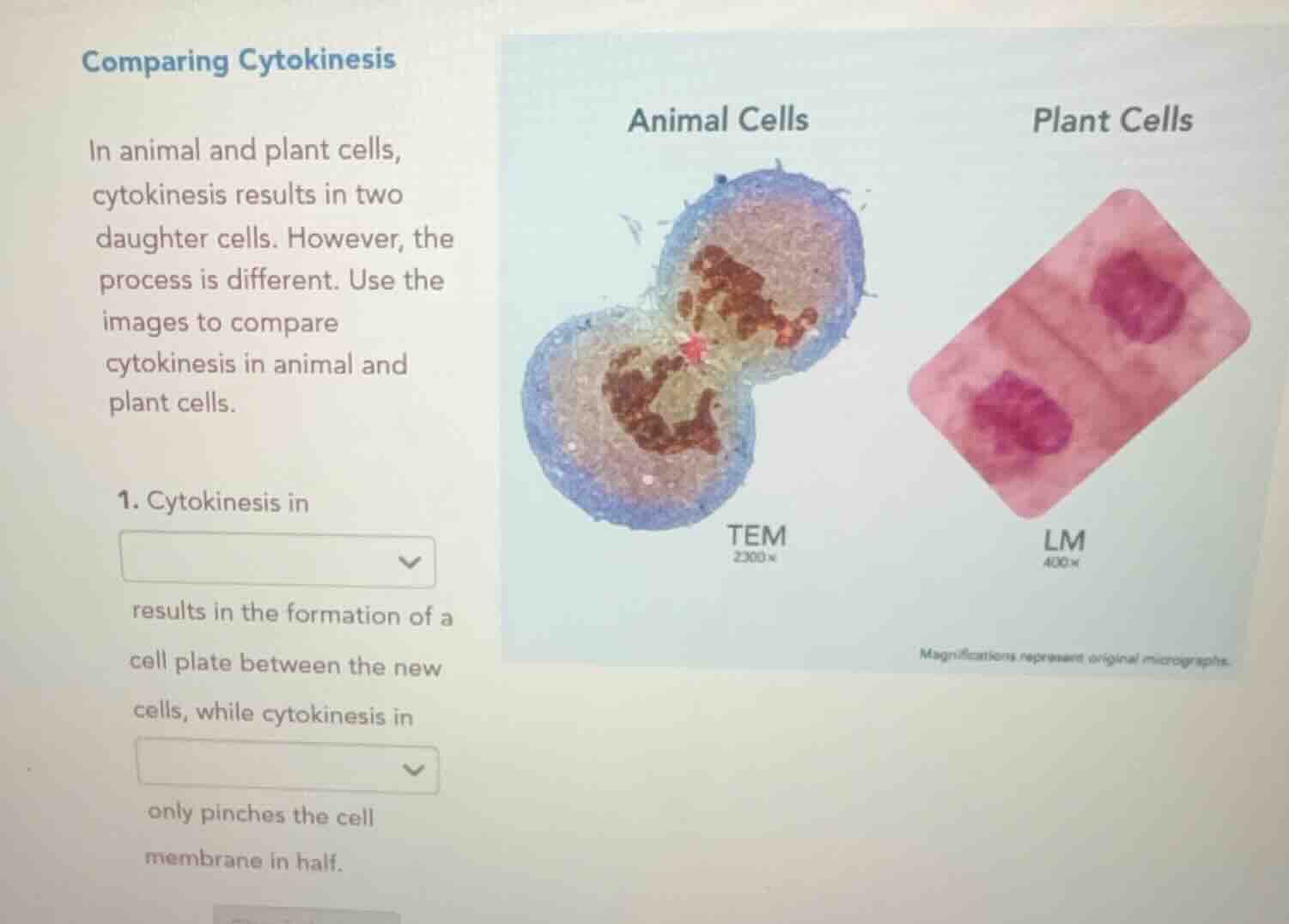 comparing cytokinesis in animal and plant cells, cytokinesis results in…