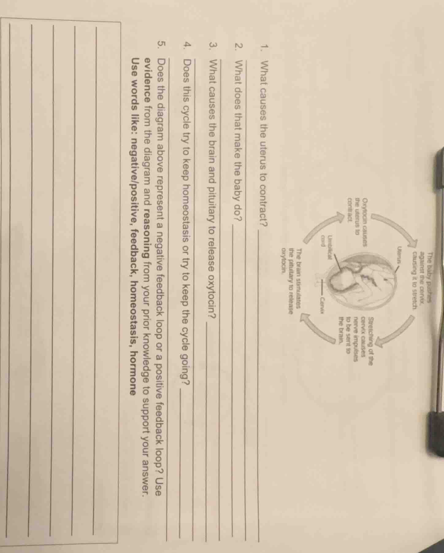 1. what causes the uterus to contract? 2. what does that make the baby …