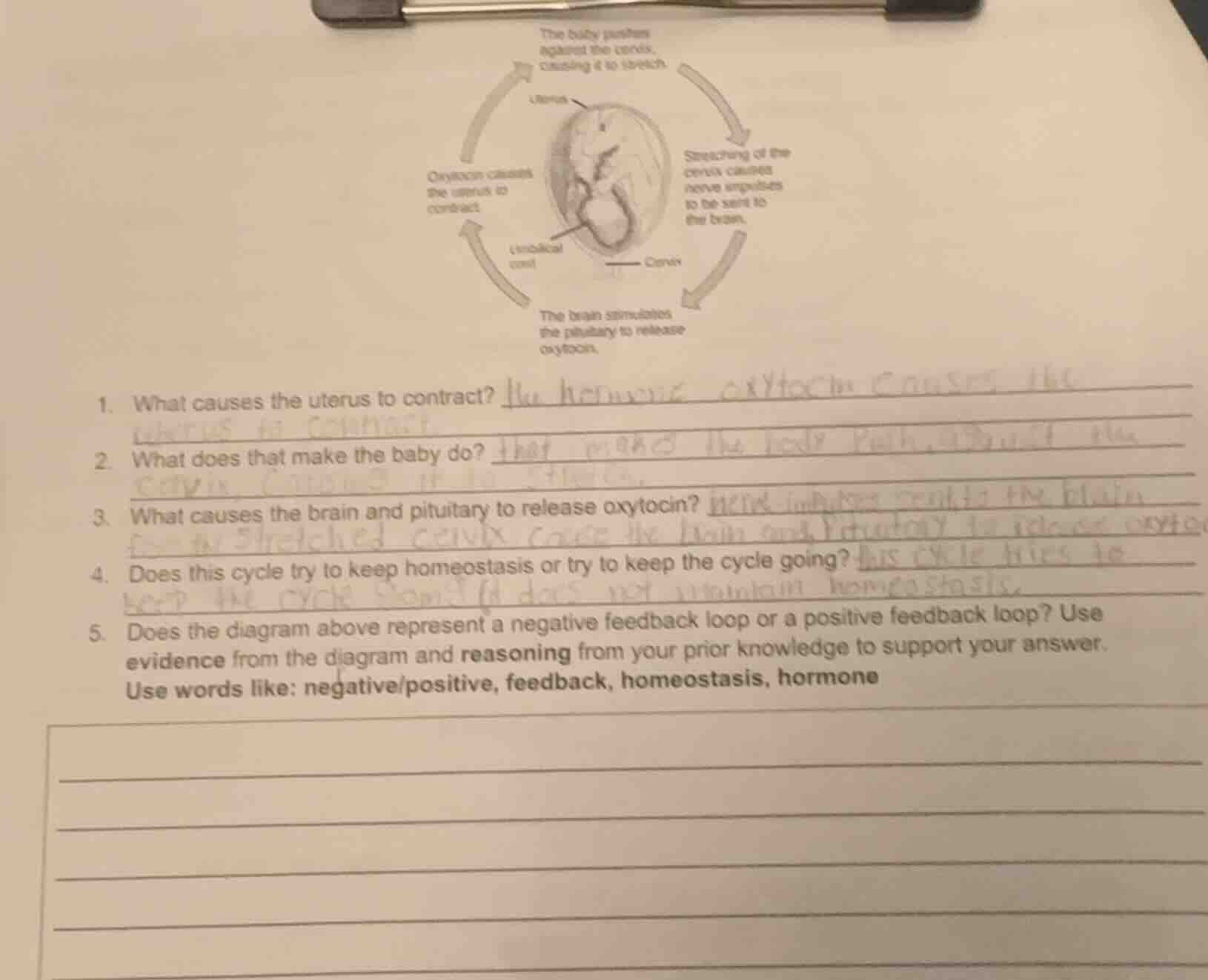 1. what causes the uterus to contract? 2. what does that make the baby …