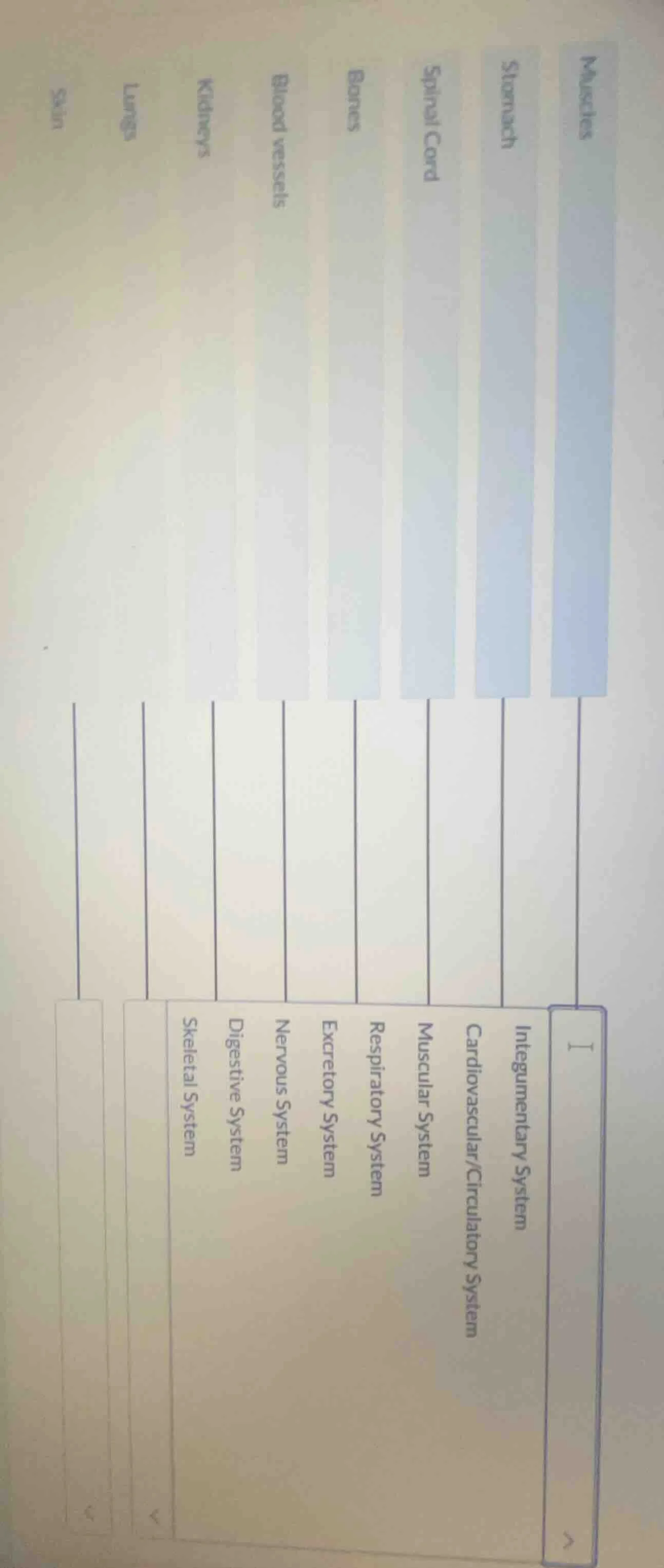muscles, stomach, spinal cord, bones, blood vessels, kidneys, lungs, sk…