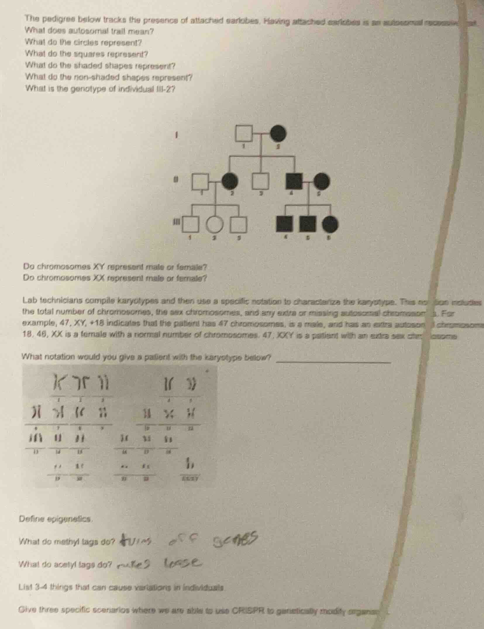 the pedigree below tracks the presence of attached earlobes. having att…