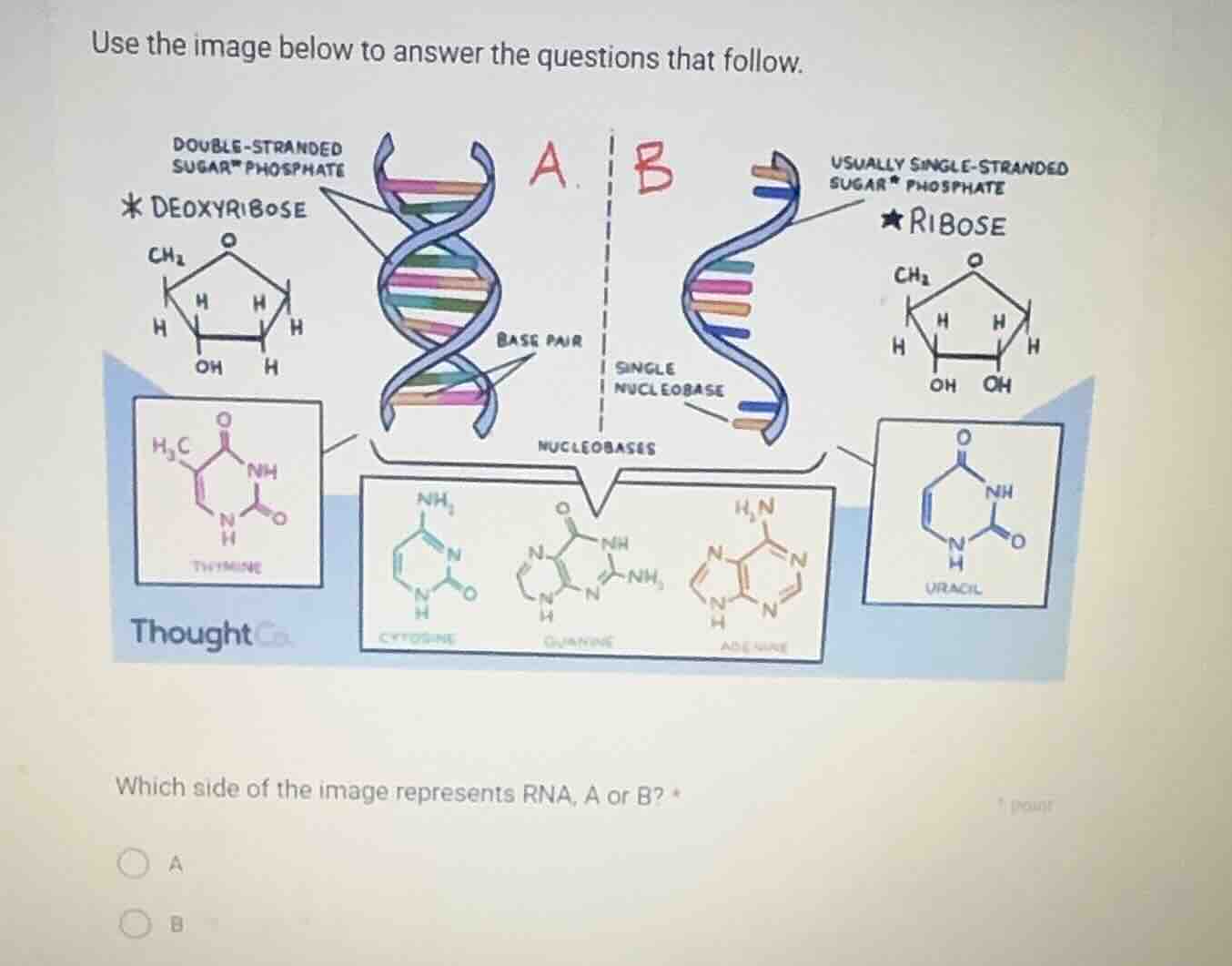 use the image below to answer the questions that follow. which side of …