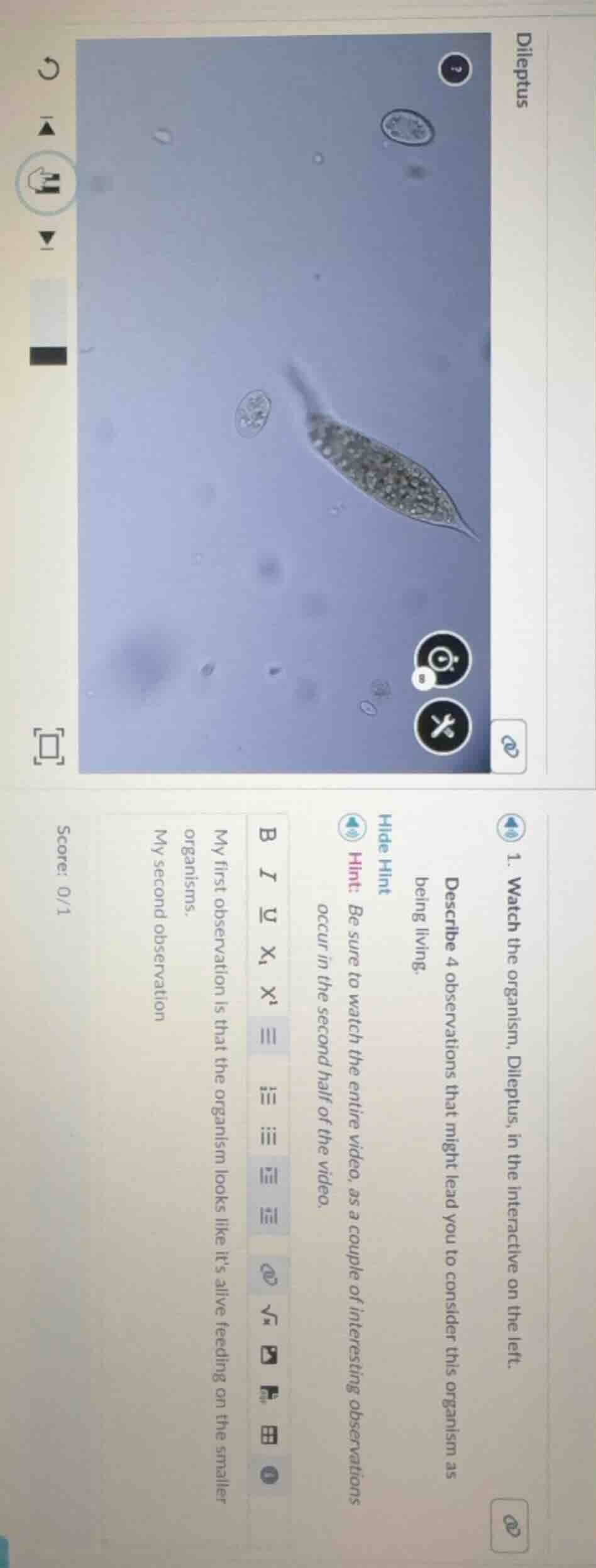 dileptus 1. watch the organism, dileptus, in the interactive on the lef…