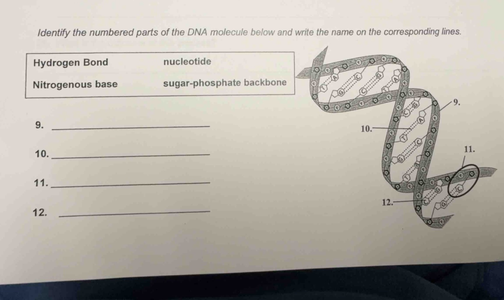 identify the numbered parts of the dna molecule below and write the nam…