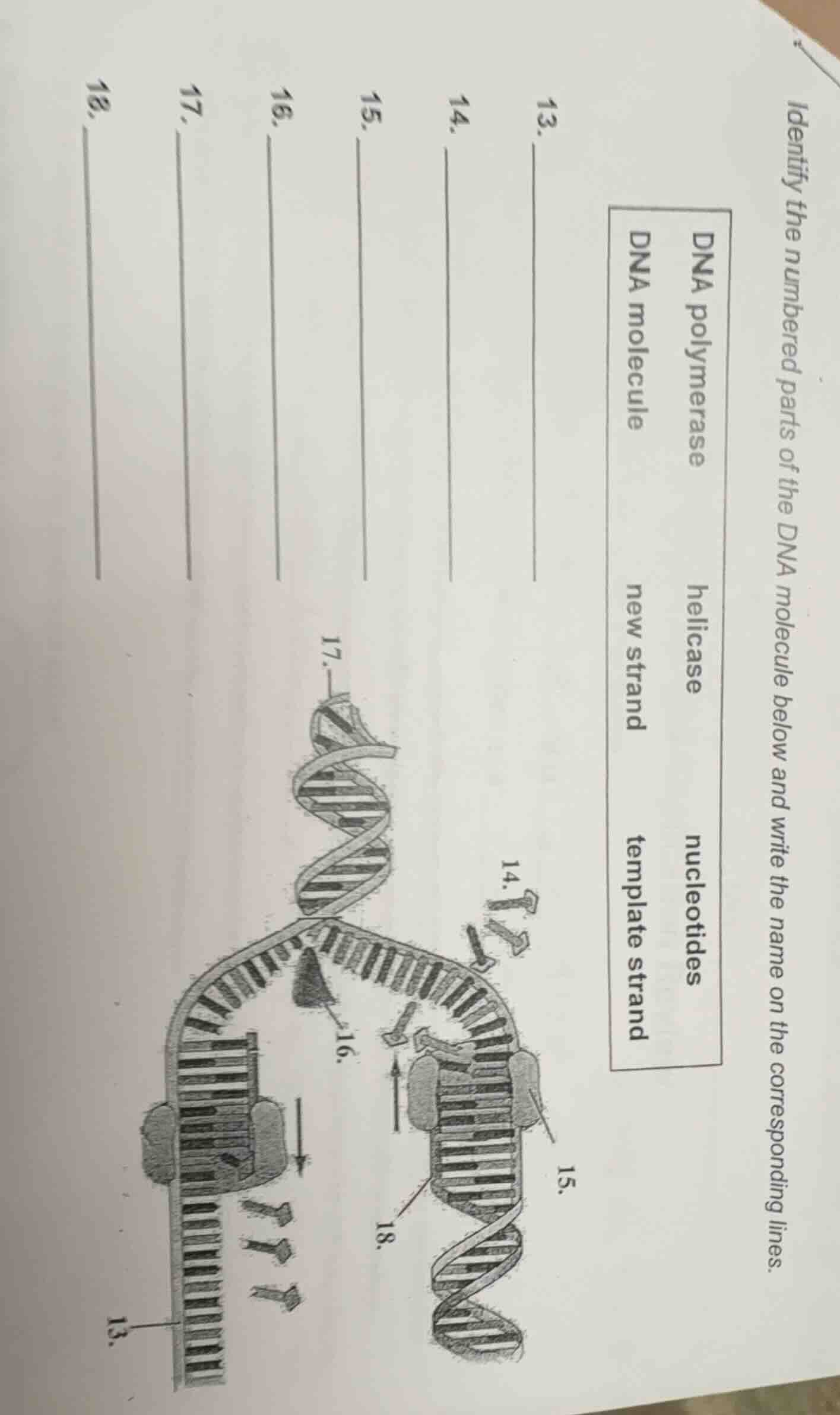 identify the numbered parts of the dna molecule below and write the nam…