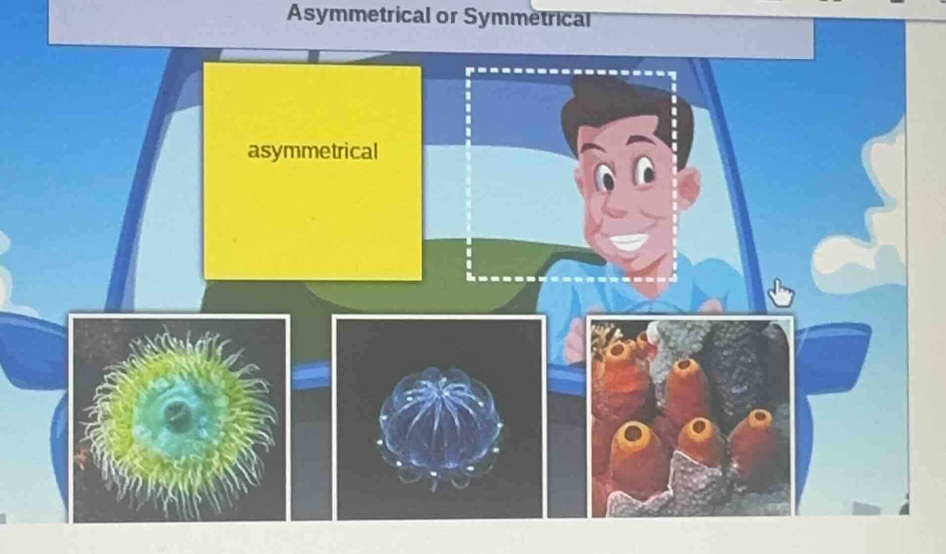 asymmetrical or symmetrical; asymmetrical