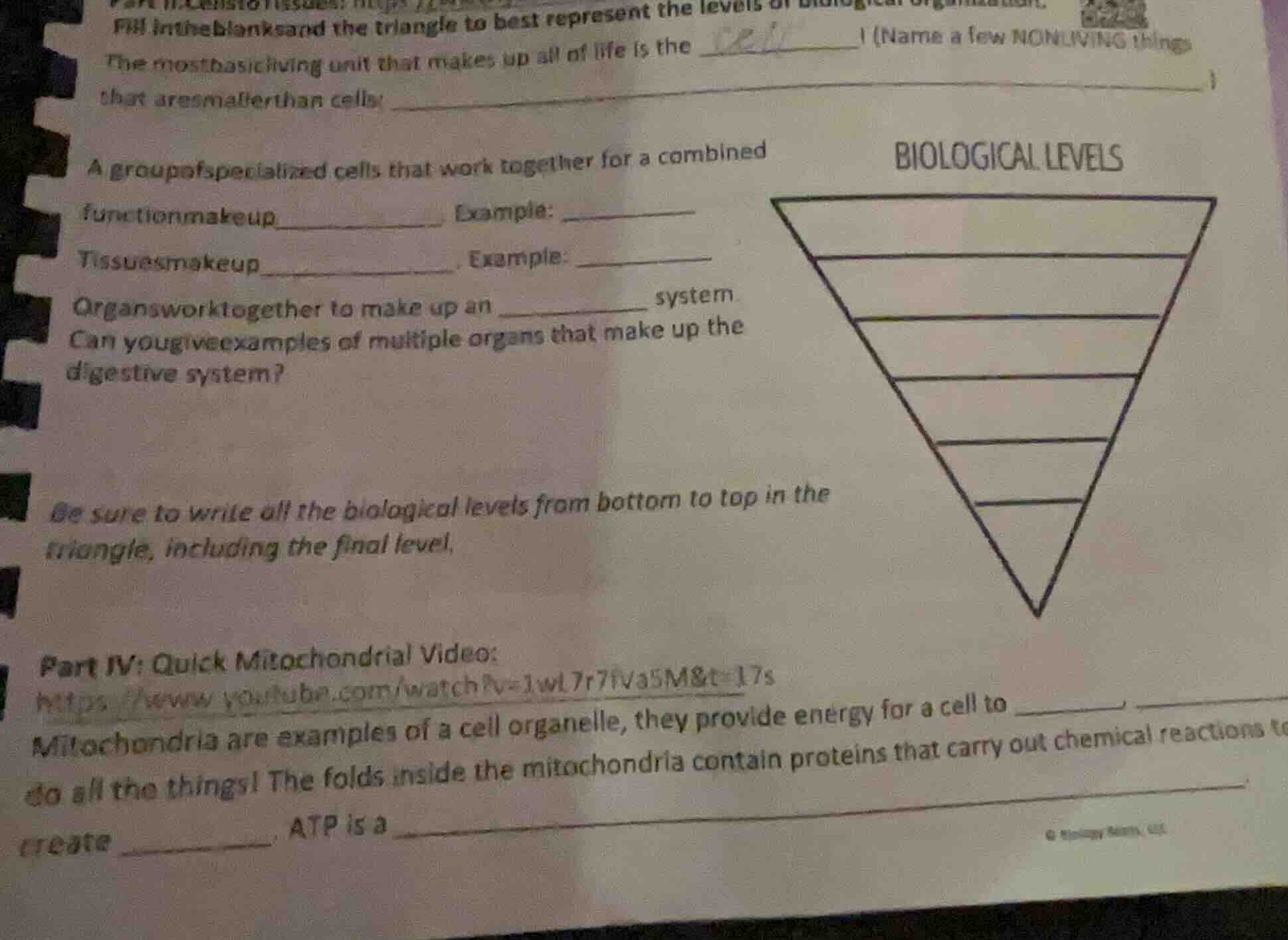 fill in the blanks and the triangle to best represent the levels of bio…