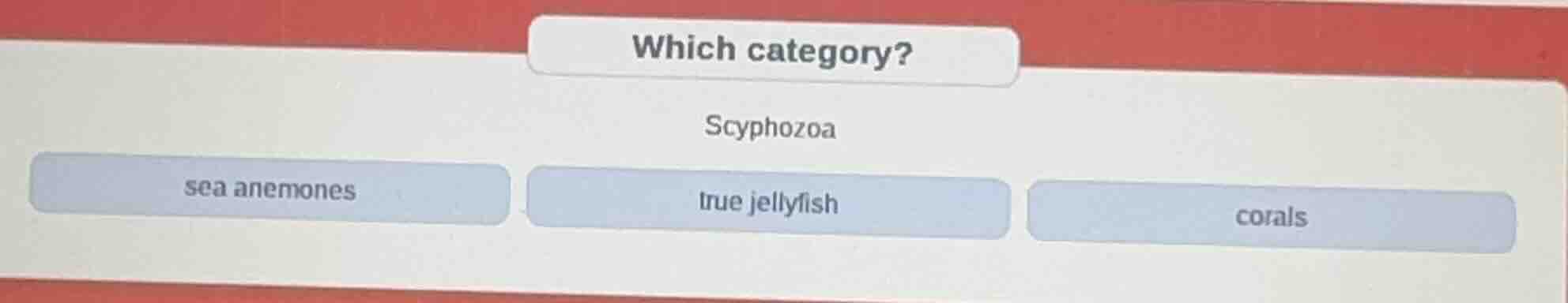which category? scyphozoa sea anemones true jellyfish corals