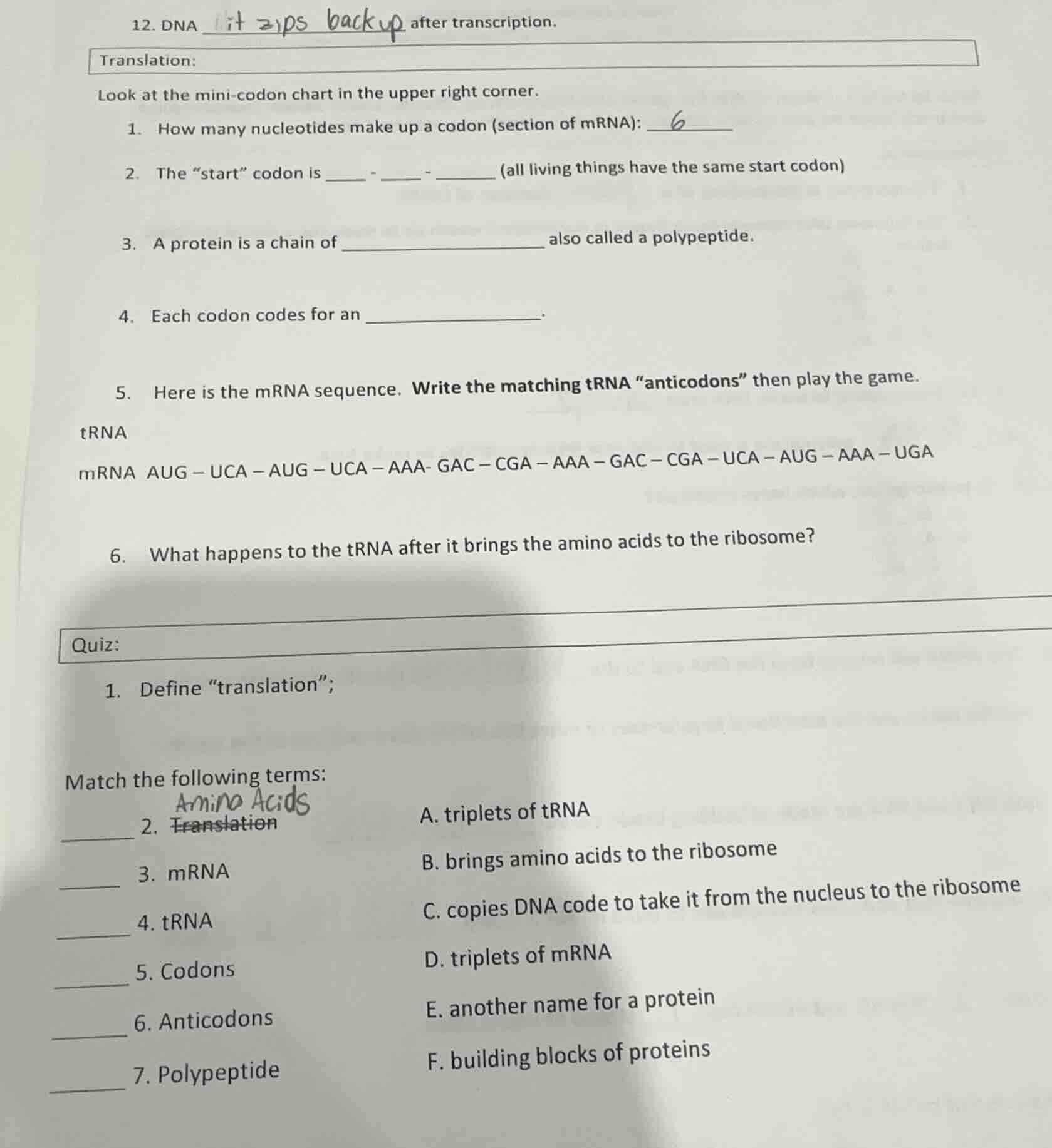 12. dna ____ after transcription. translation: look at the mini - codon…
