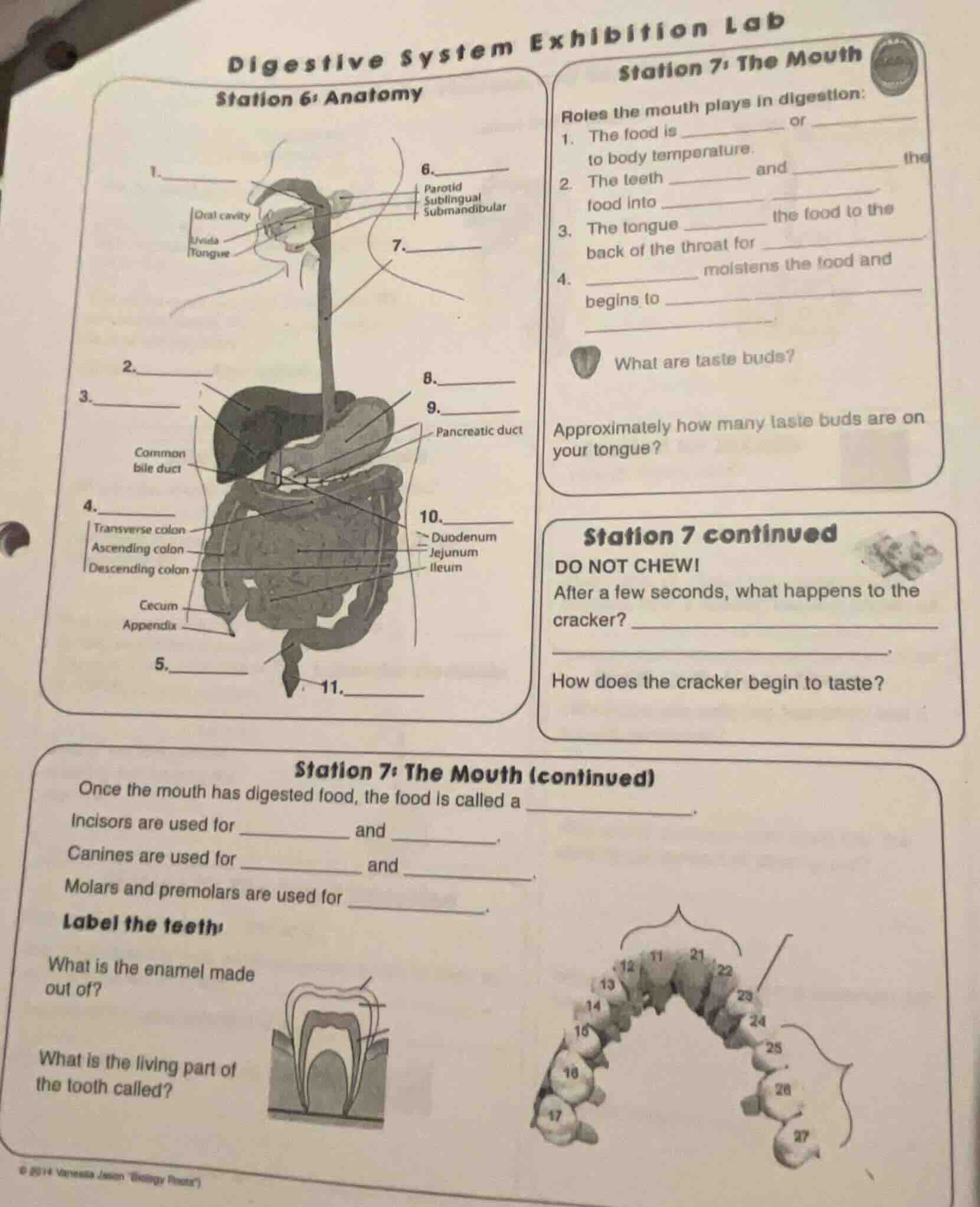 digestive system exhibition lab station 6: anatomy 1. ______ 2. ______ …