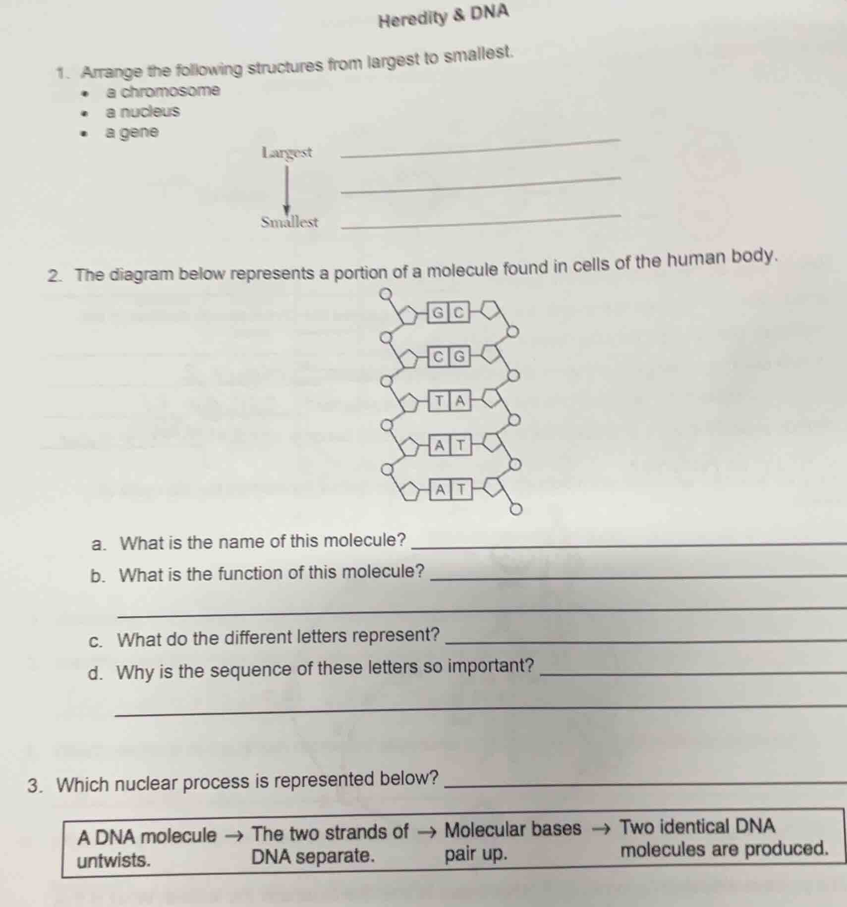heredity & dna 1. arrange the following structures from largest to smal…