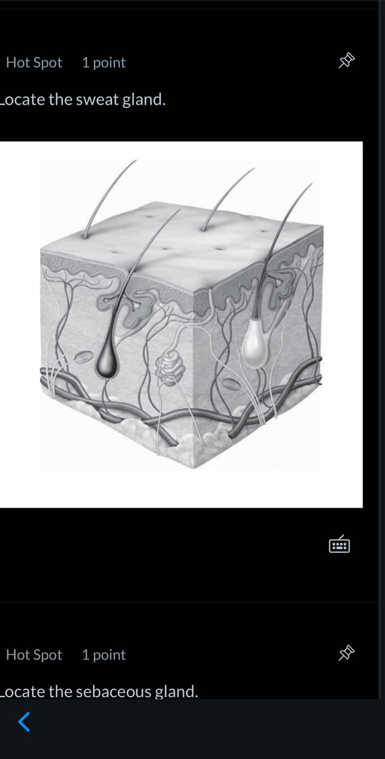 hot spot 1 point locate the sweat gland. hot spot 1 point locate the se…