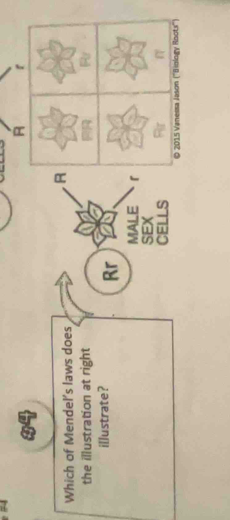 which of mendel’s laws does the illustration at right illustrate? (ther…