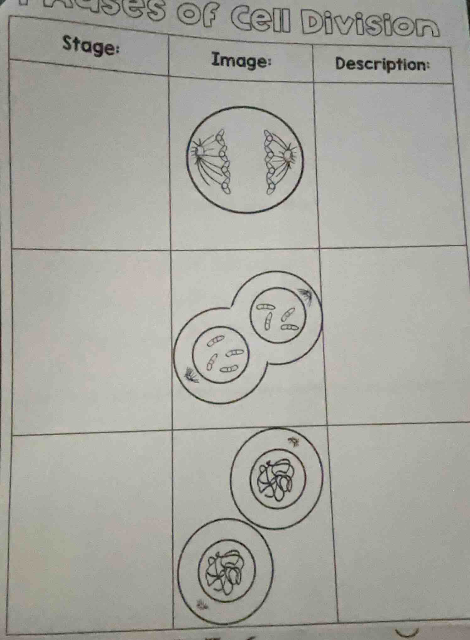 phases of cell division stage:\timage:\tdescription: \timage of a cell …