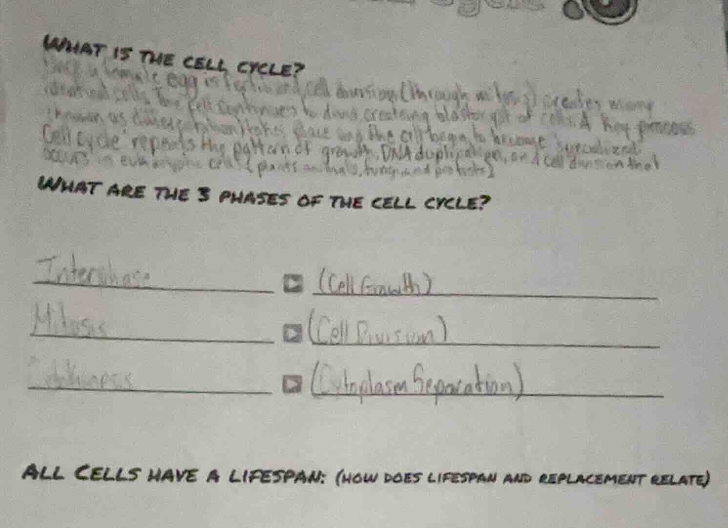 what is the cell cycle? (after a female egg is fertilized, cell divisio…