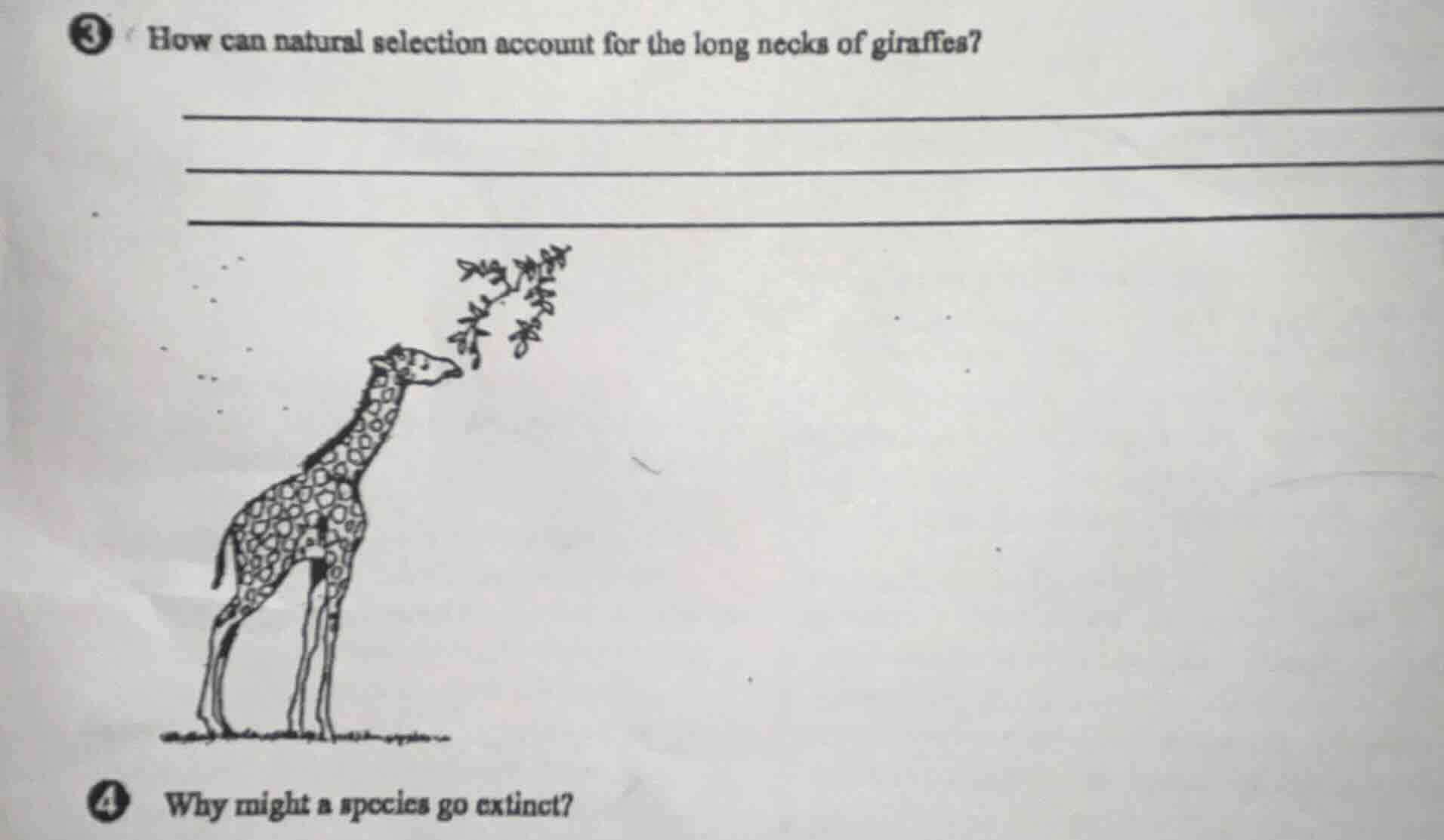 3 how can natural selection account for the long necks of giraffes? 4 w…