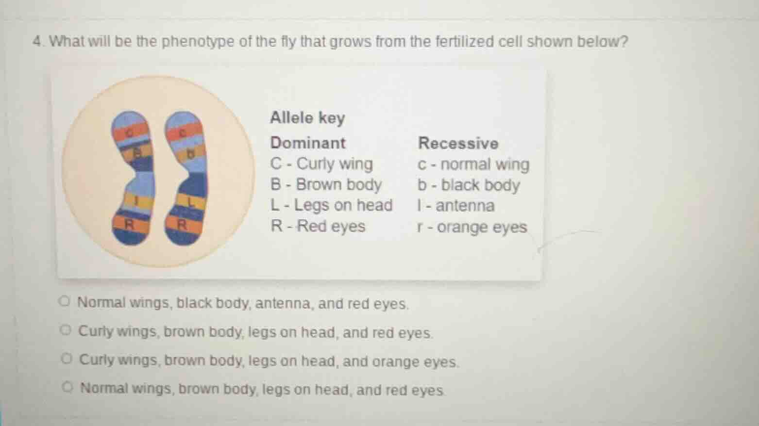 4. what will be the phenotype of the fly that grows from the fertilized…